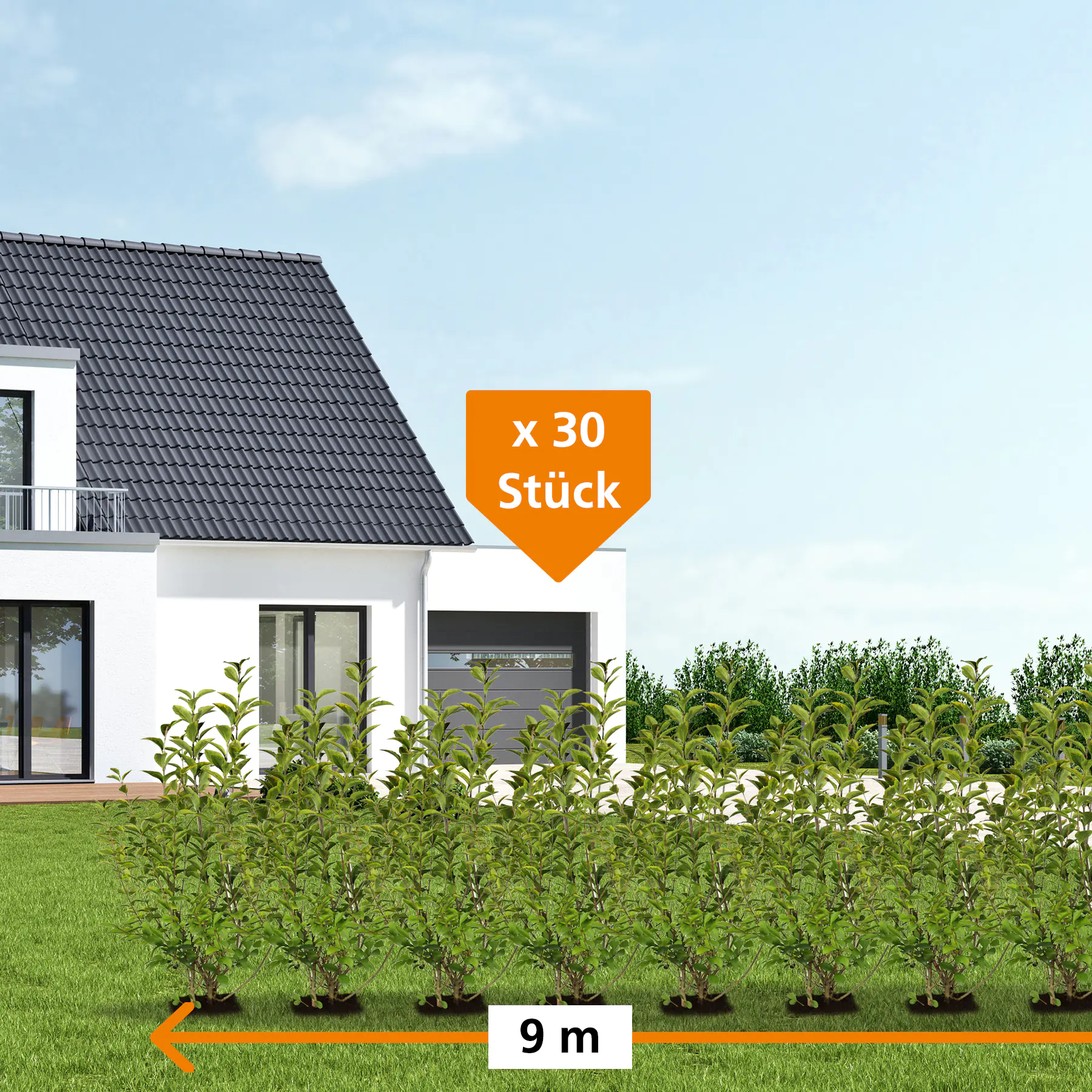 Ovalblättriger Liguster Ligustrum ovalivolium H 125 - 150 cm, 30 Stück