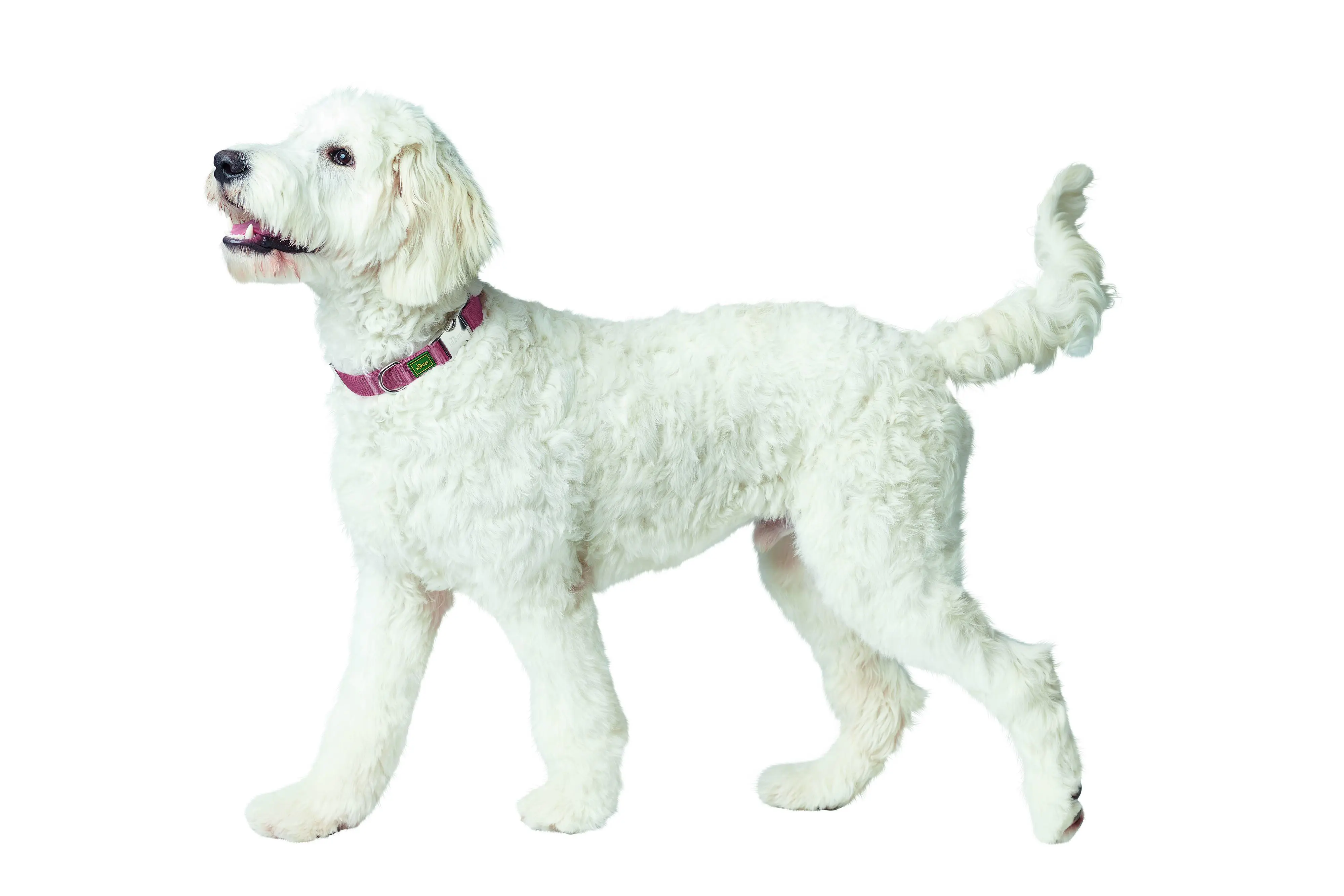 Hunter Hundehalsband Inari Alu-Strong L pastellrot