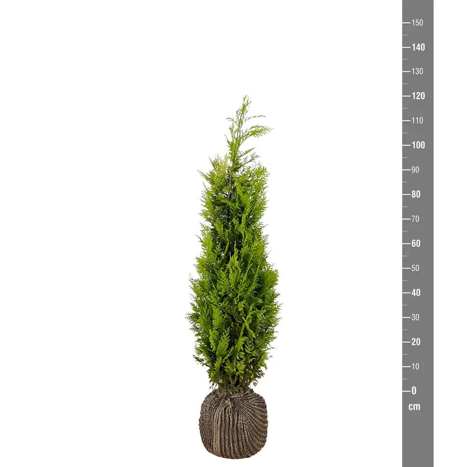 Gelbe Säulenzypresse Cham. law. Ivonne H 100 - 120 cm, 20 Stück Gelbe Säulenzypresse Cham. law. Ivonne H 100 - 120 cm, 20 Stück