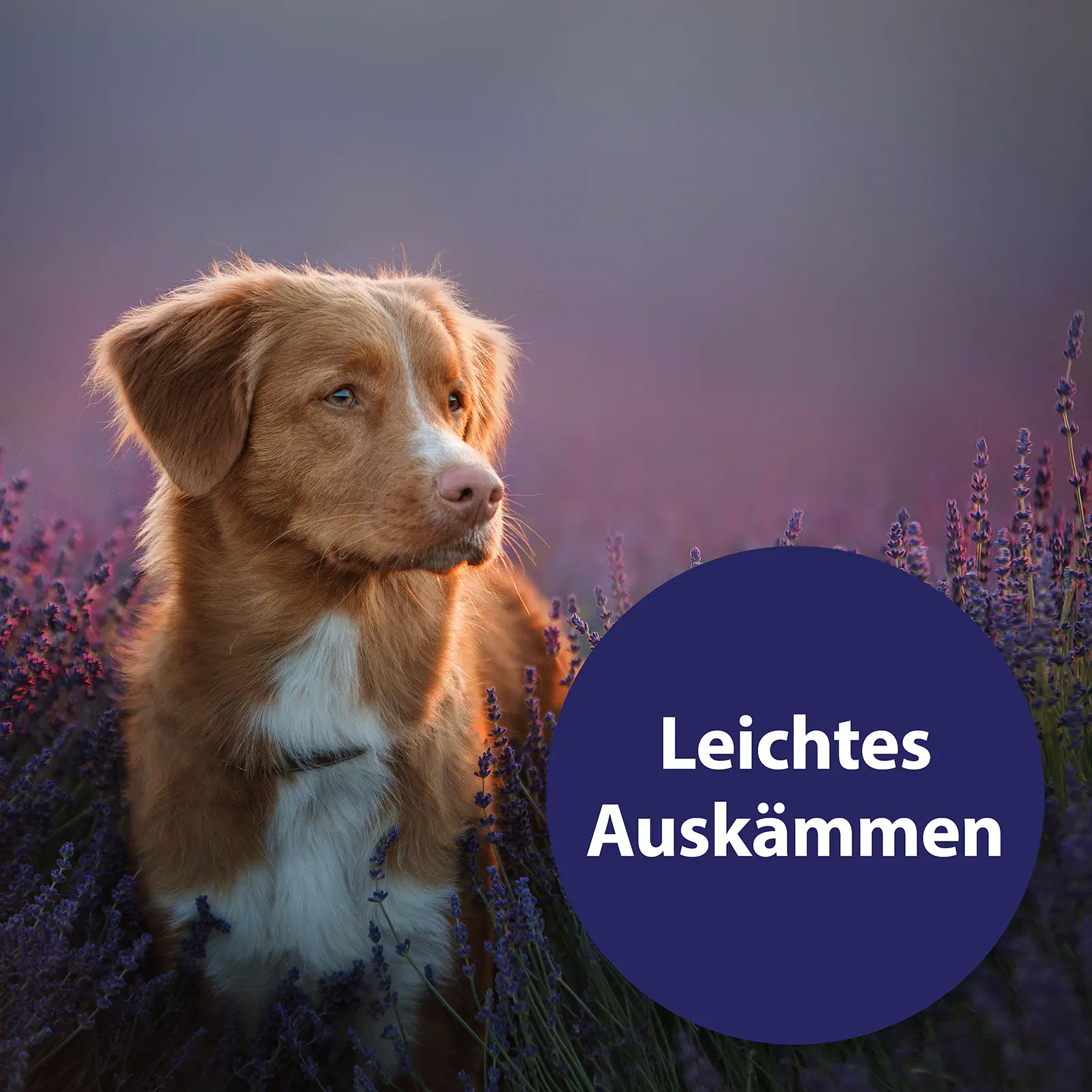 Canosept Fellspray für Hunde 250 ml Canosept Fellspray für Hunde 250 ml