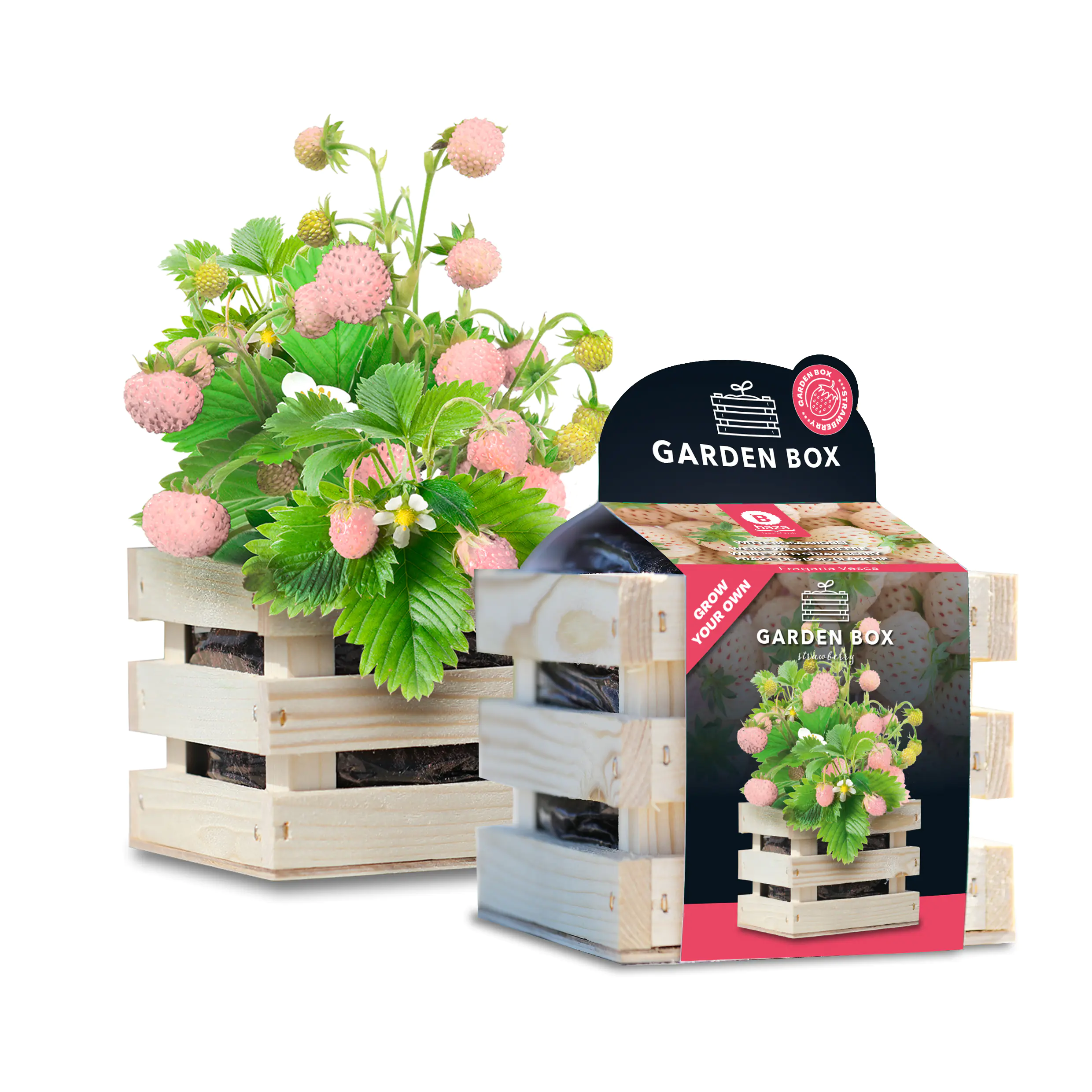Baza Seeds Garden Box Walderdbeeren weiß