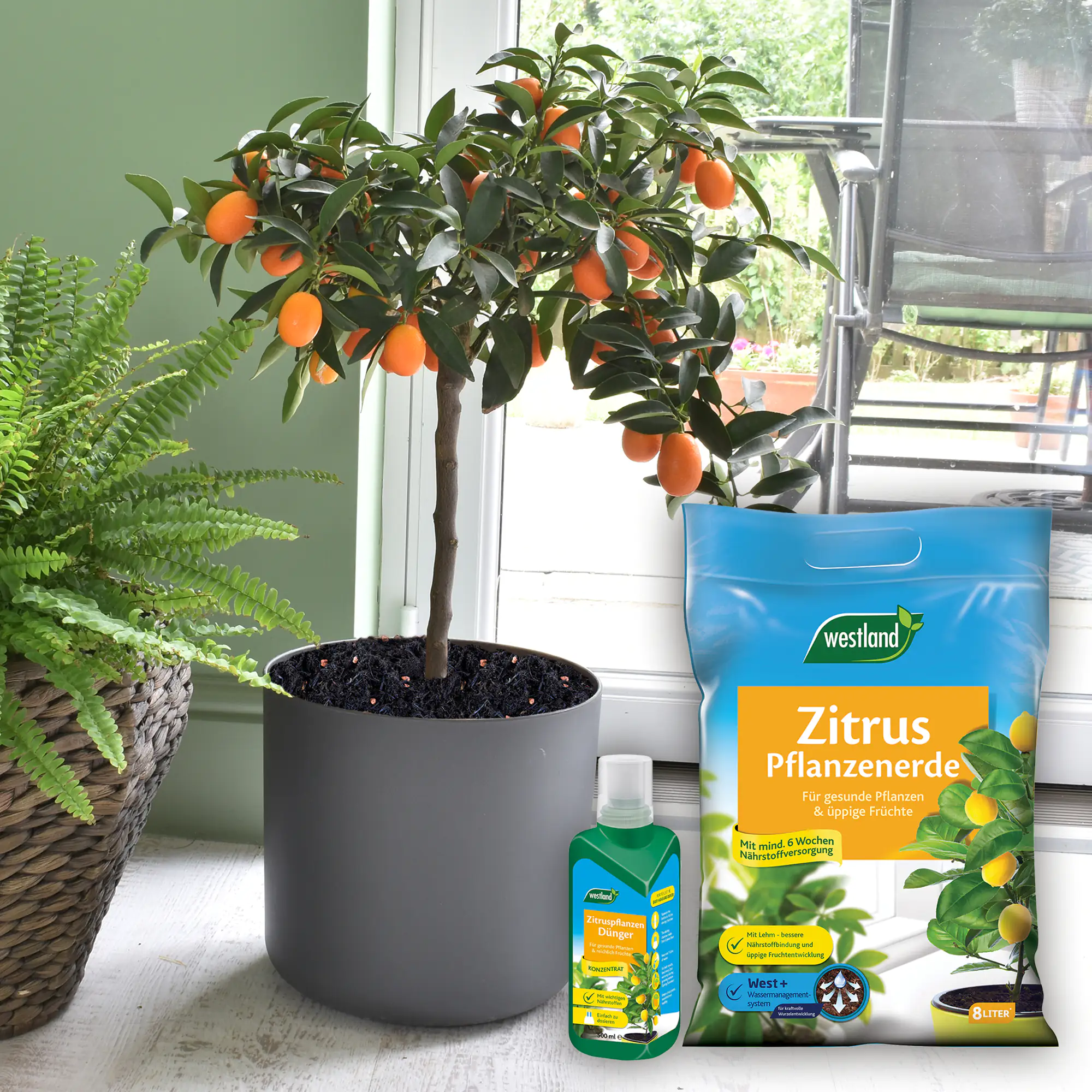 Westland Zitruspflanzen Dünger 500 ml