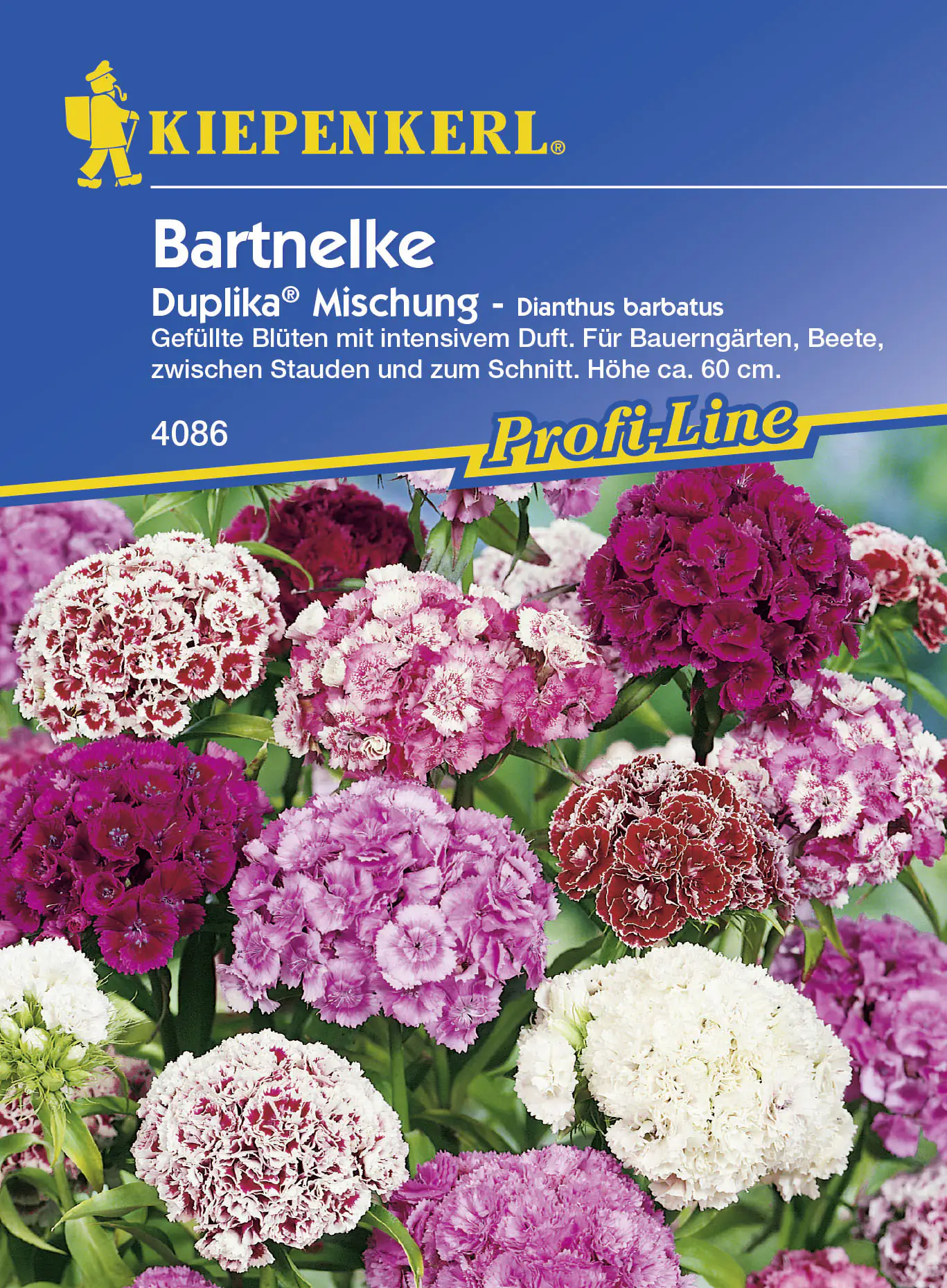 Kiepenkerl Bartnelke Duplika® Dianthus barbatus, Inhalt: ca. 50 Pflanzen