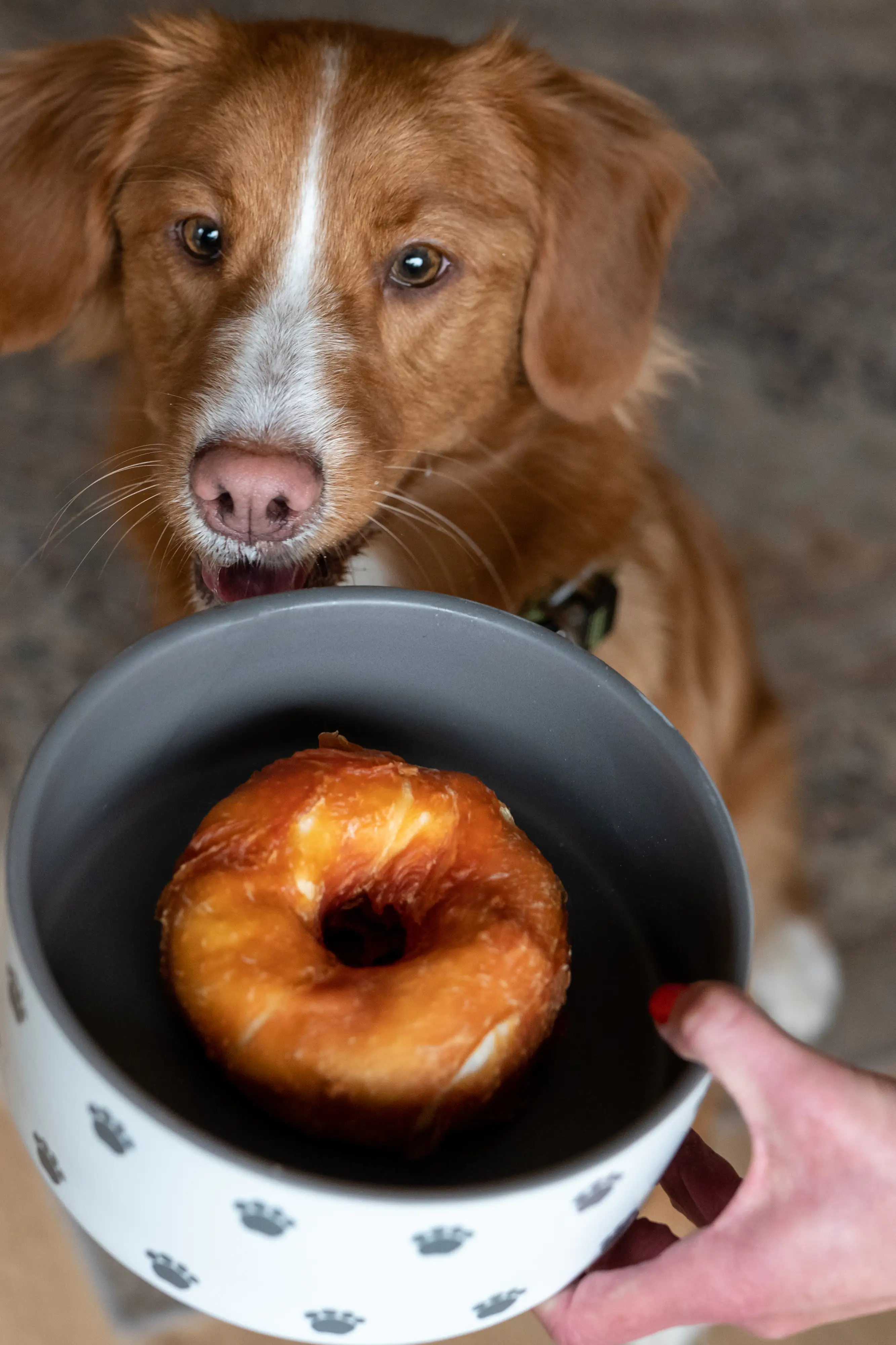 Nobby StarSnack Barbecue Chicken Donut ca. 10,0 cm, 2 St., ca. 220 g