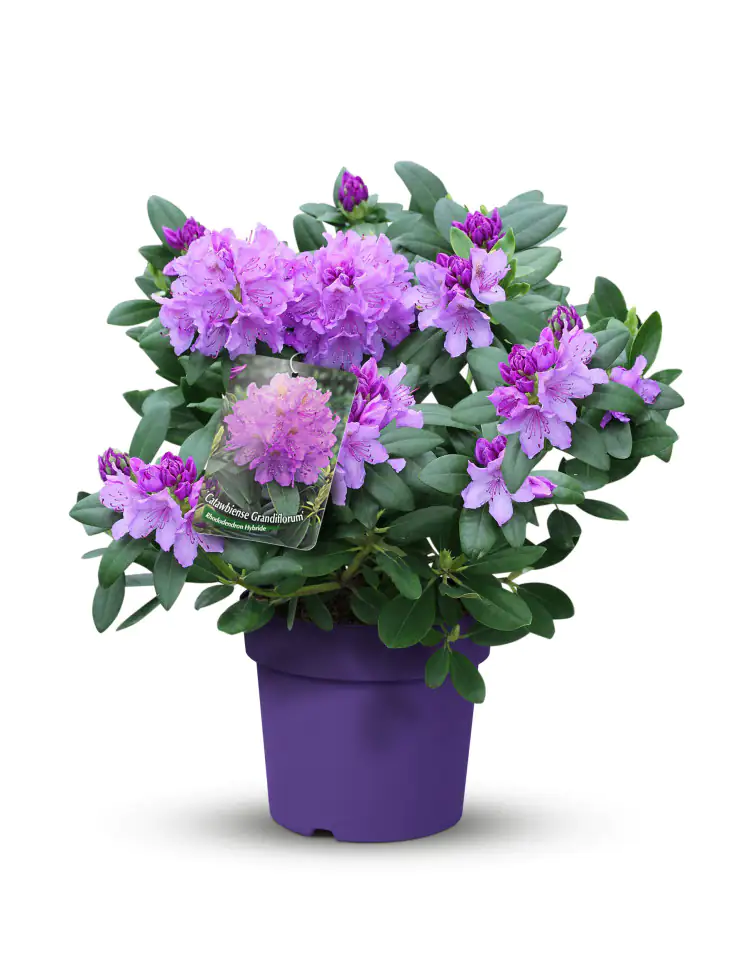 Rhododendron in Sorten 5 l Topf