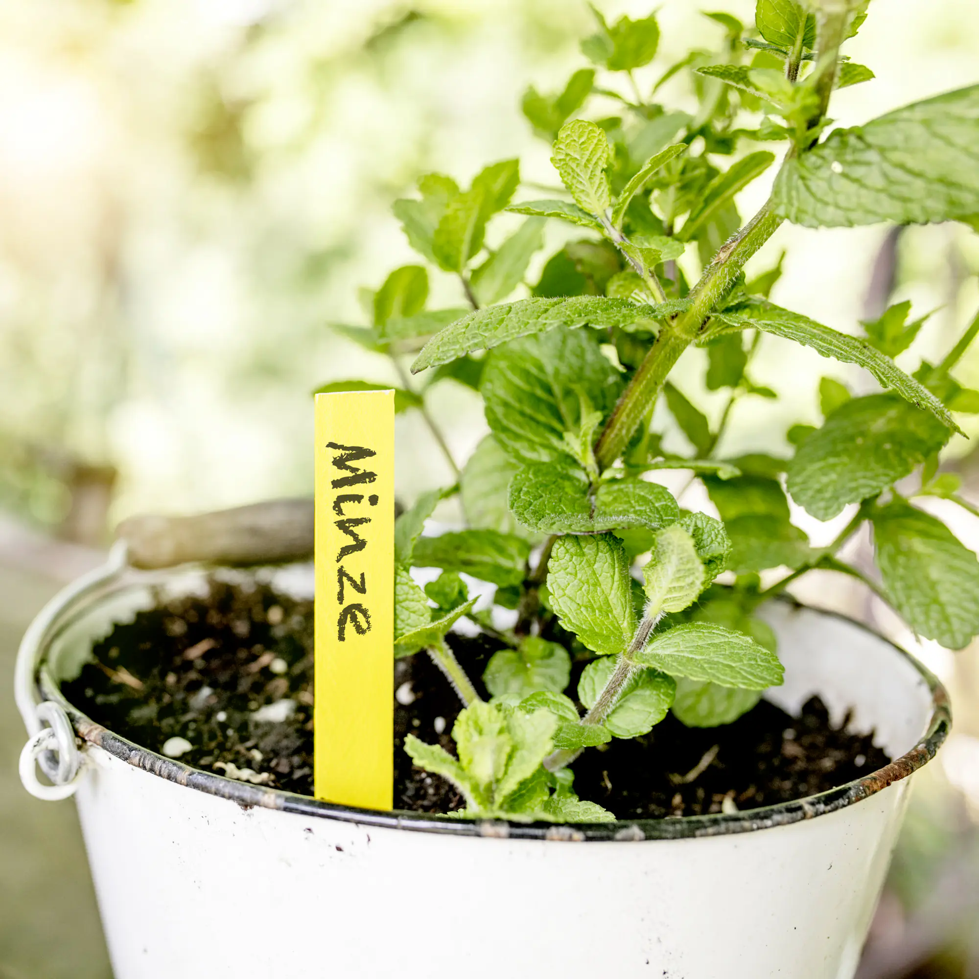 Windhager Stecketiketten aus Holz