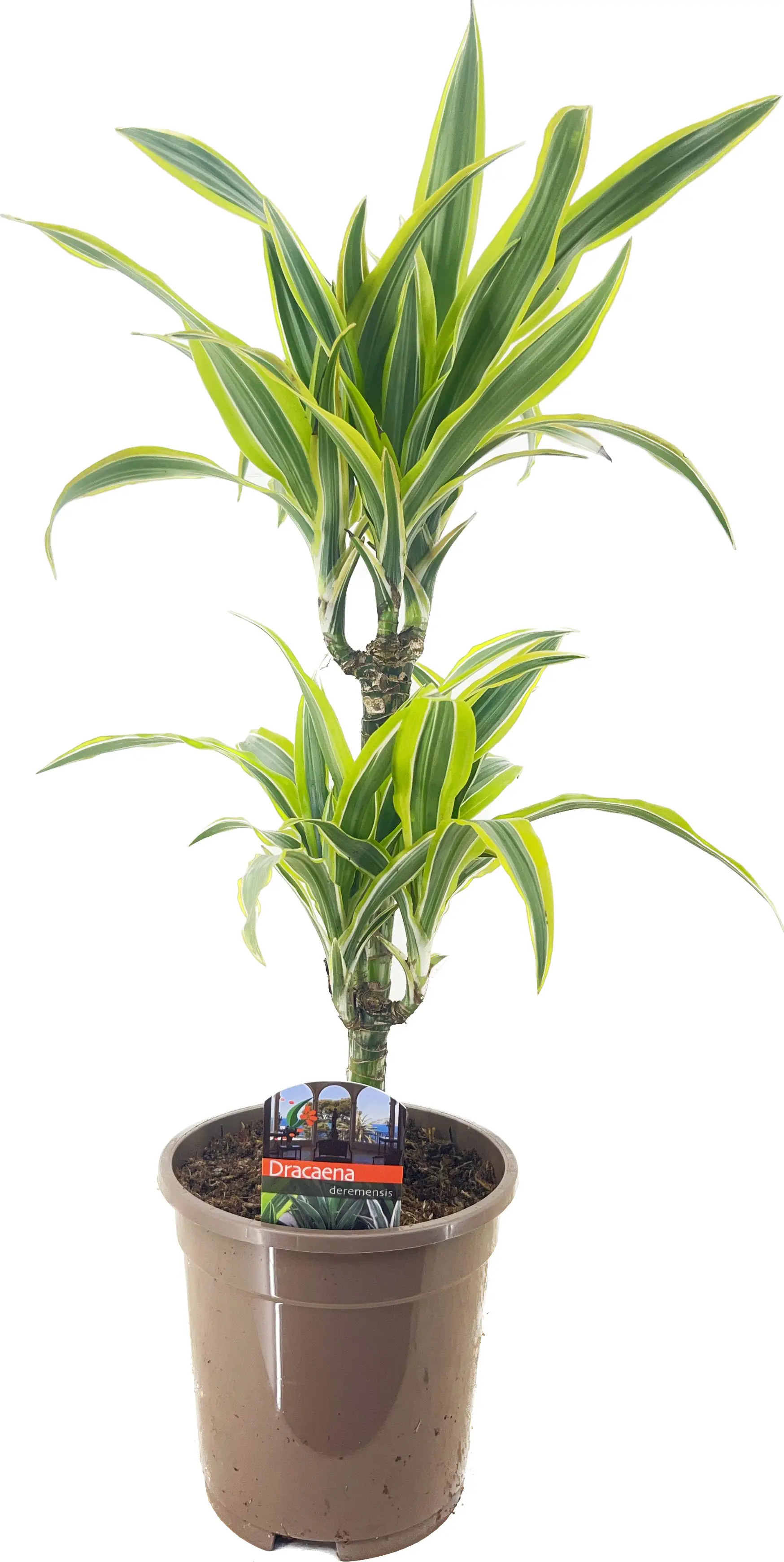 Drachenbaum Dracaena deremensis Lemon Lime H 30/10 cm, 17 cm Topf