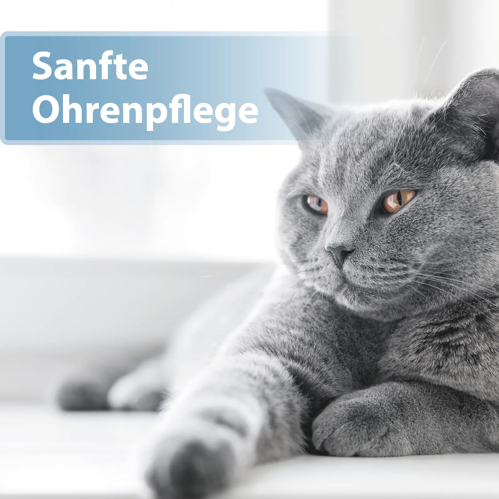 Felisept Ohrpflege Pads für Katzen 50 Stück Felisept Ohrpflege Pads für Katzen 50 Stück