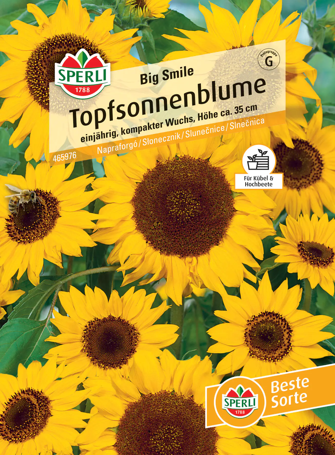 Sperli Topfsonnenblume Big Smile