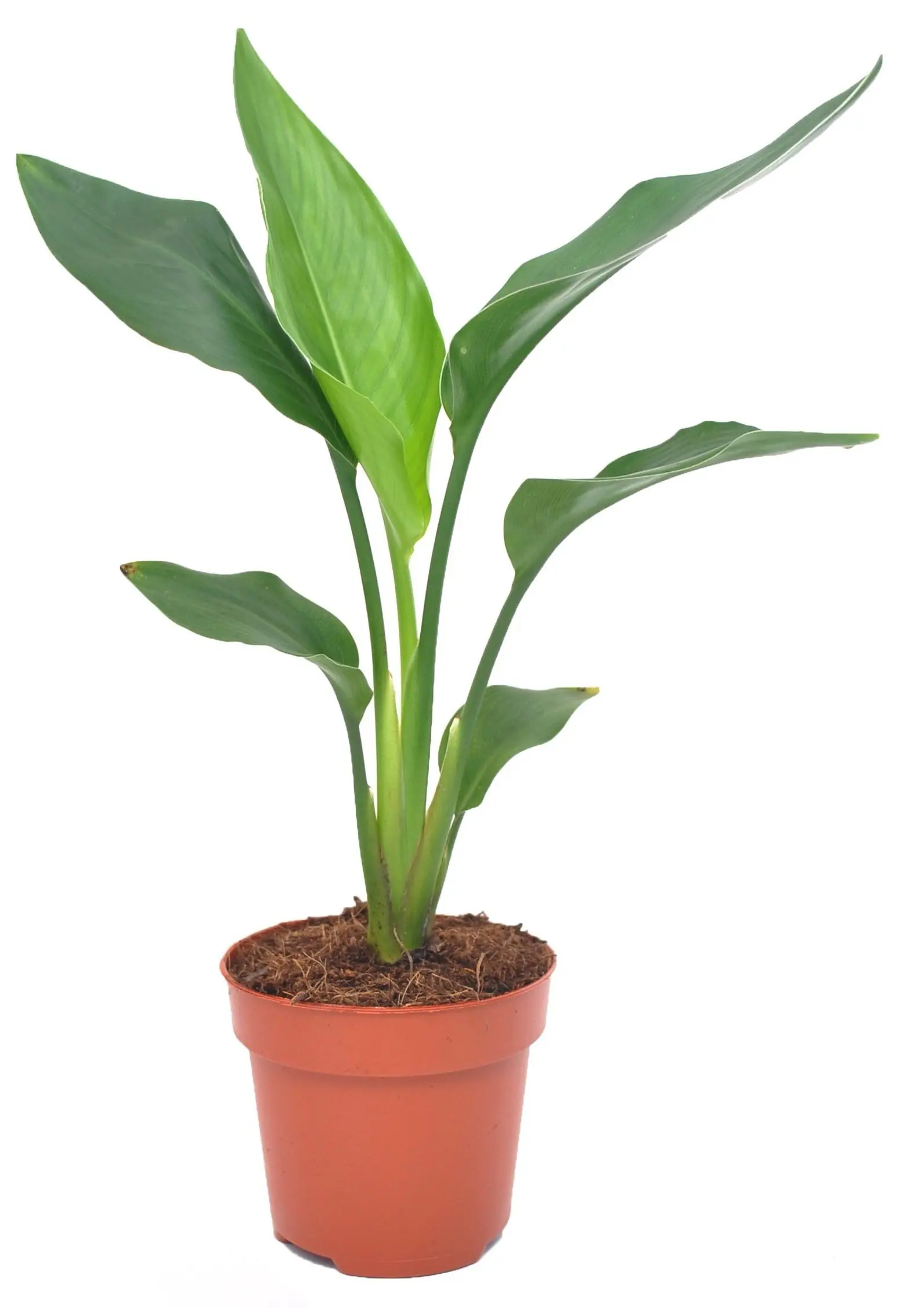 Paradiesvogelblume Strelitzia Reginea H 40 cm, 12 cm Topf