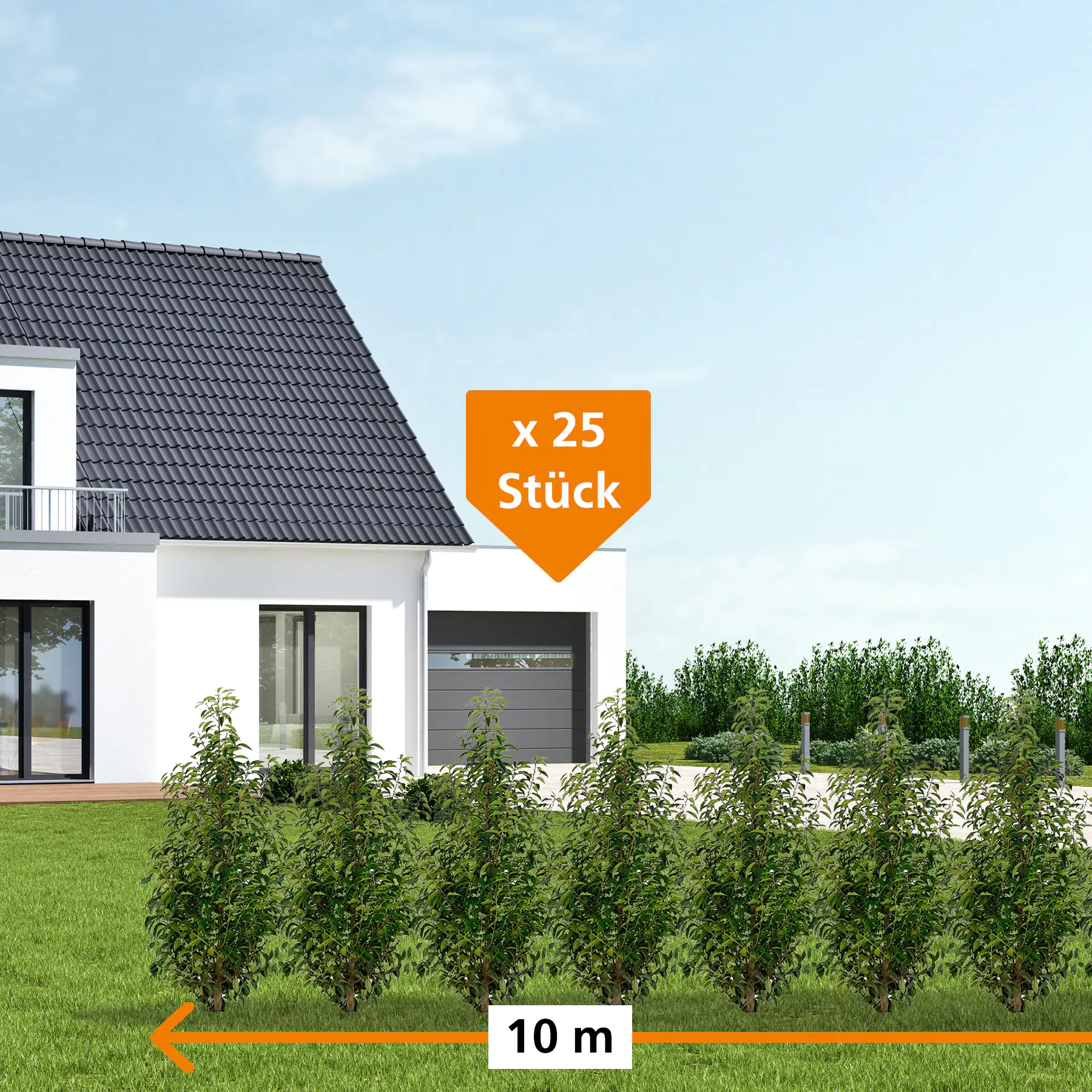 Portugiesische Kirschlorbeer Prunus ang. Lusitanica H 80 - 100 cm, 25 Stück