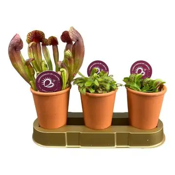 Fleischfressende Pflanzen Mix H 20 cm 7 cm Topf Fleischfressende Pflanzen Mix H 20 cm 7 cm Topf