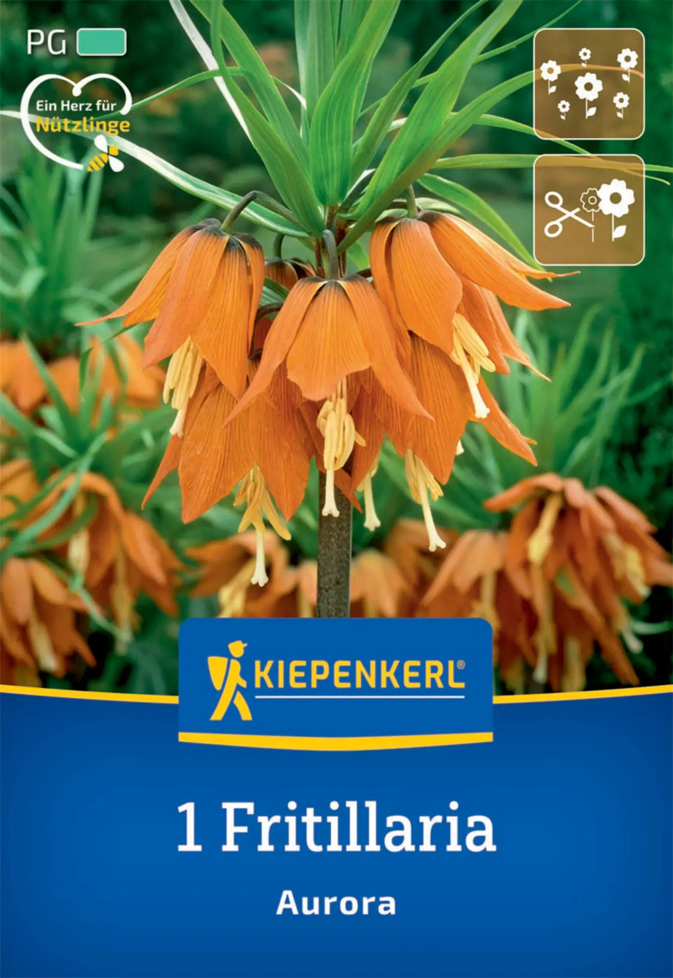 Kiepenkerl Herbstblumenzwiebel Kaiserkrone Aurora 1 Pflanze