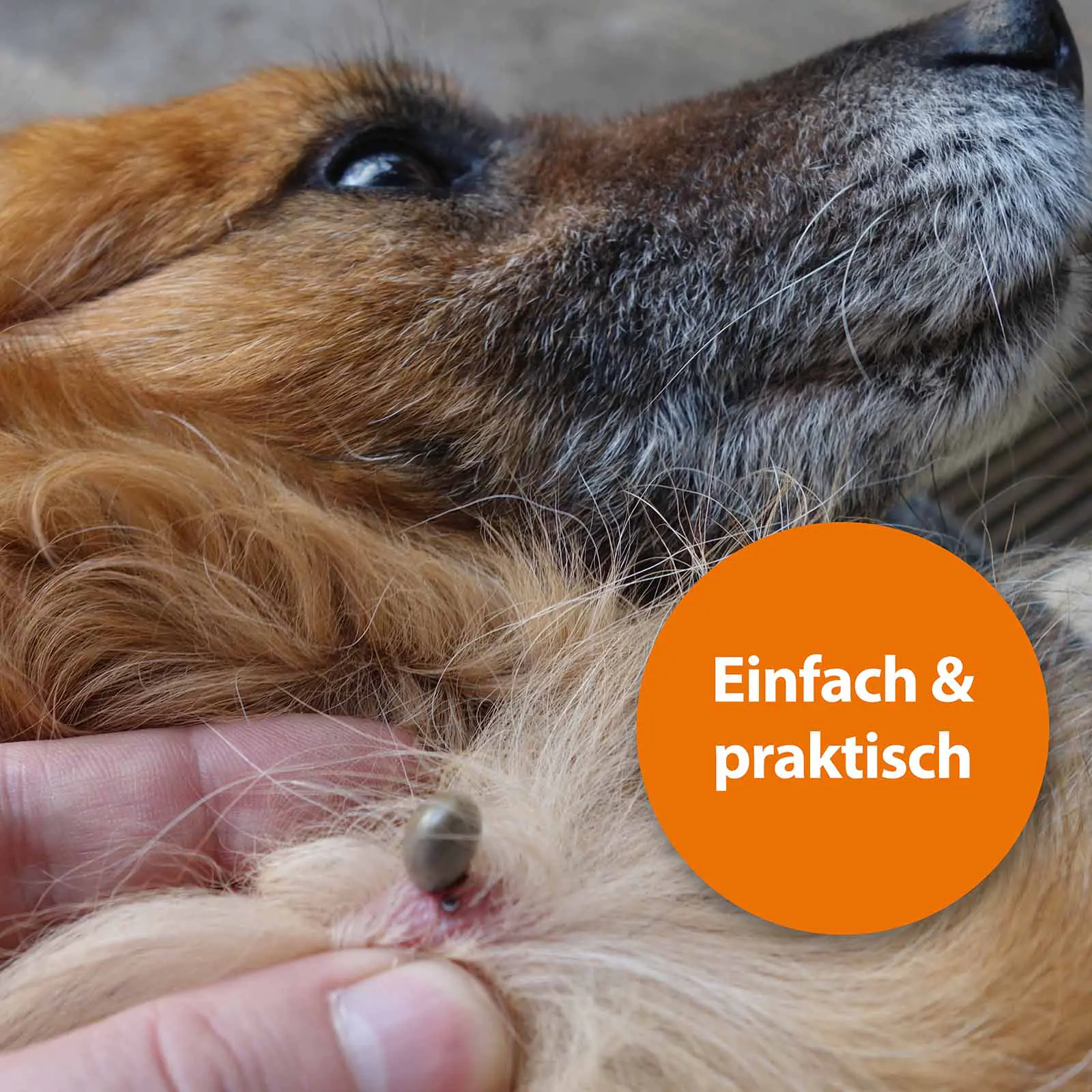 ARDAP Zeckenhaken für Tiere 3er Pack ARDAP Zeckenhaken für Tiere 3er Pack