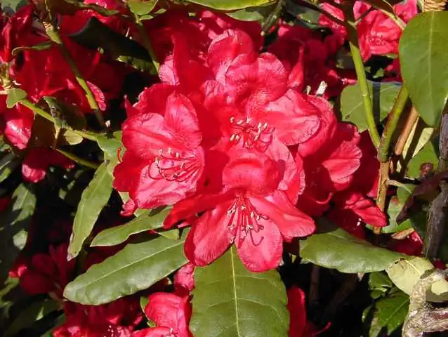 Rhododendron PG II + III Liebhaber rot 5 l Container