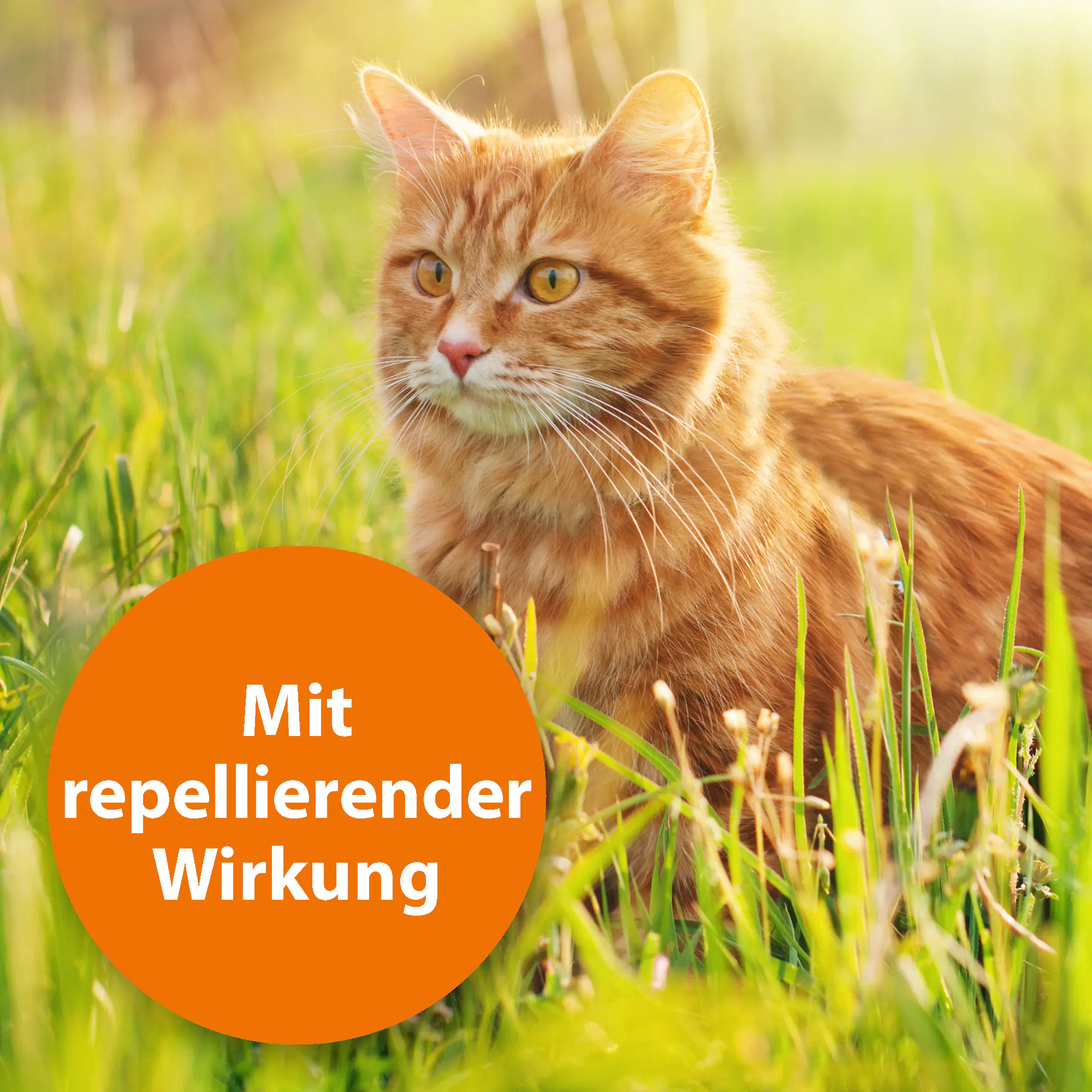 ARDAP Spot On Floh- und Zeckenschutztropfen für Katzen unter 4 kg 3 x 0,4 ml ARDAP Spot On Floh- und Zeckenschutztropfen für Katzen unter 4 kg 3 x 0,4 ml