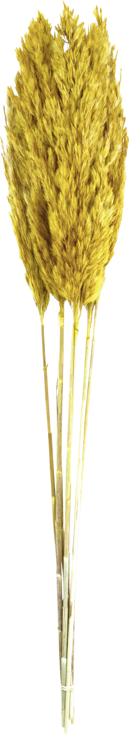 Dijk Schilffahne lang Kyan ocker 110 cm