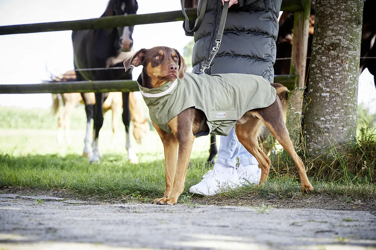 Wolters Hundebekleidung Outdoorjacke Modern Classic für Dackel olive