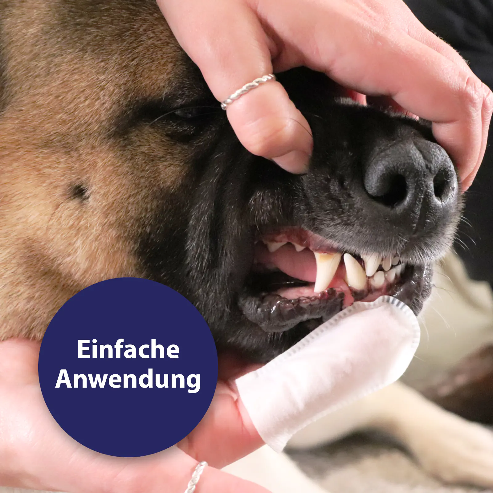 Canosept Zahnpflege-Pads für Hunde 50 Stück Canosept Zahnpflege-Pads für Hunde 50 Stück