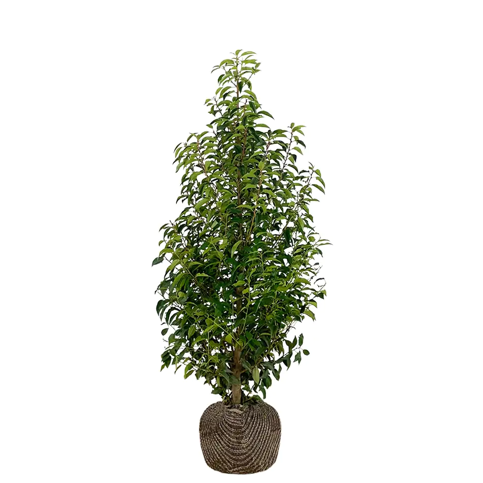 Portugiesische Kirschlorbeer Prunus ang. Lusitanica H 120 - 140 cm, 20 Stück