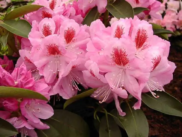 Rhododendron PG II + III Liebhaber rosa 5 l Container