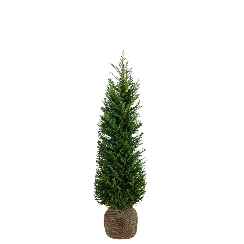 Heimische Eibe Taxus baccata H 100 - 120 cm, 20 Stück