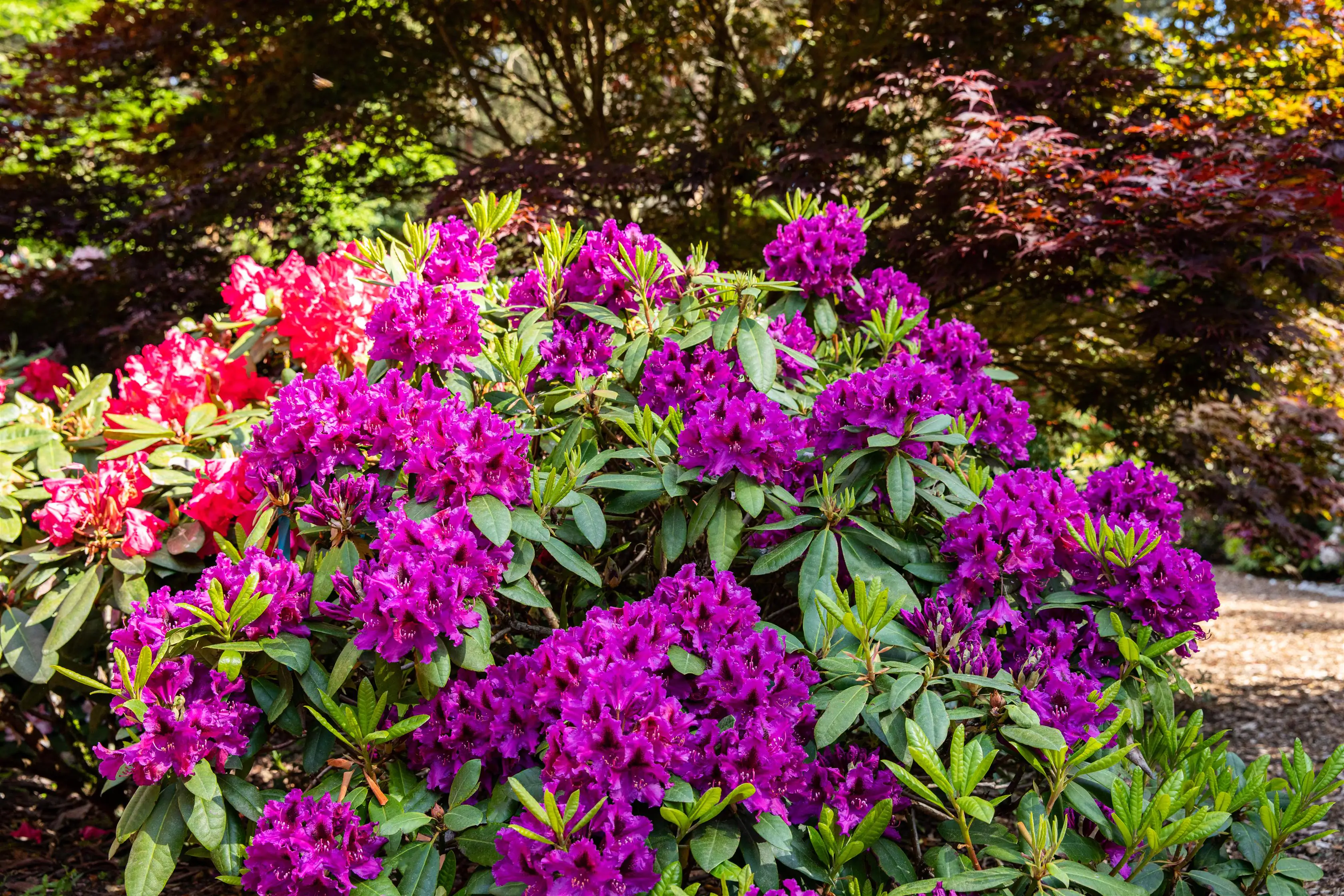 Rhododendron Hybriden in Sorten H ca 40 - 50 cm 5 l Container Rhododendron Hybriden in Sorten H ca 40 - 50 cm 5 l Container