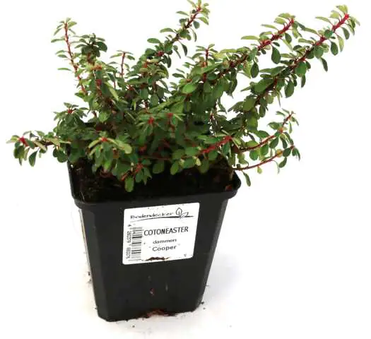 Zwergmispel Cooper 0,5 L Container Bodendecker