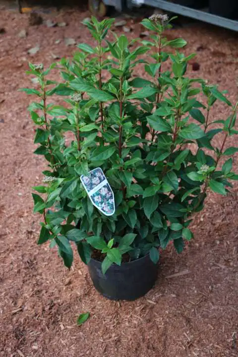 Lorbeer-Schneeball 50-60 cm hoch 5 L Container