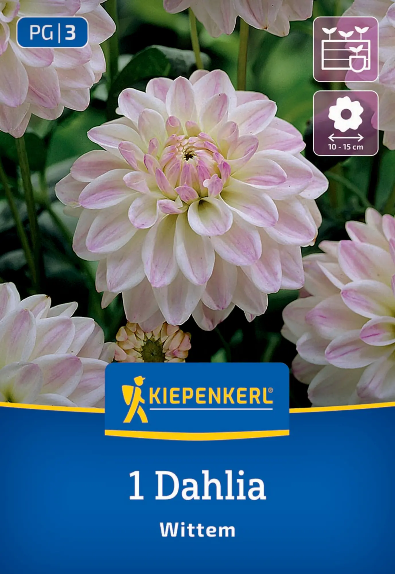 Kiepenkerl Frühjahrsblumenzwiebel Beet- & Kübel-Dahlie Wittem 1 Stück