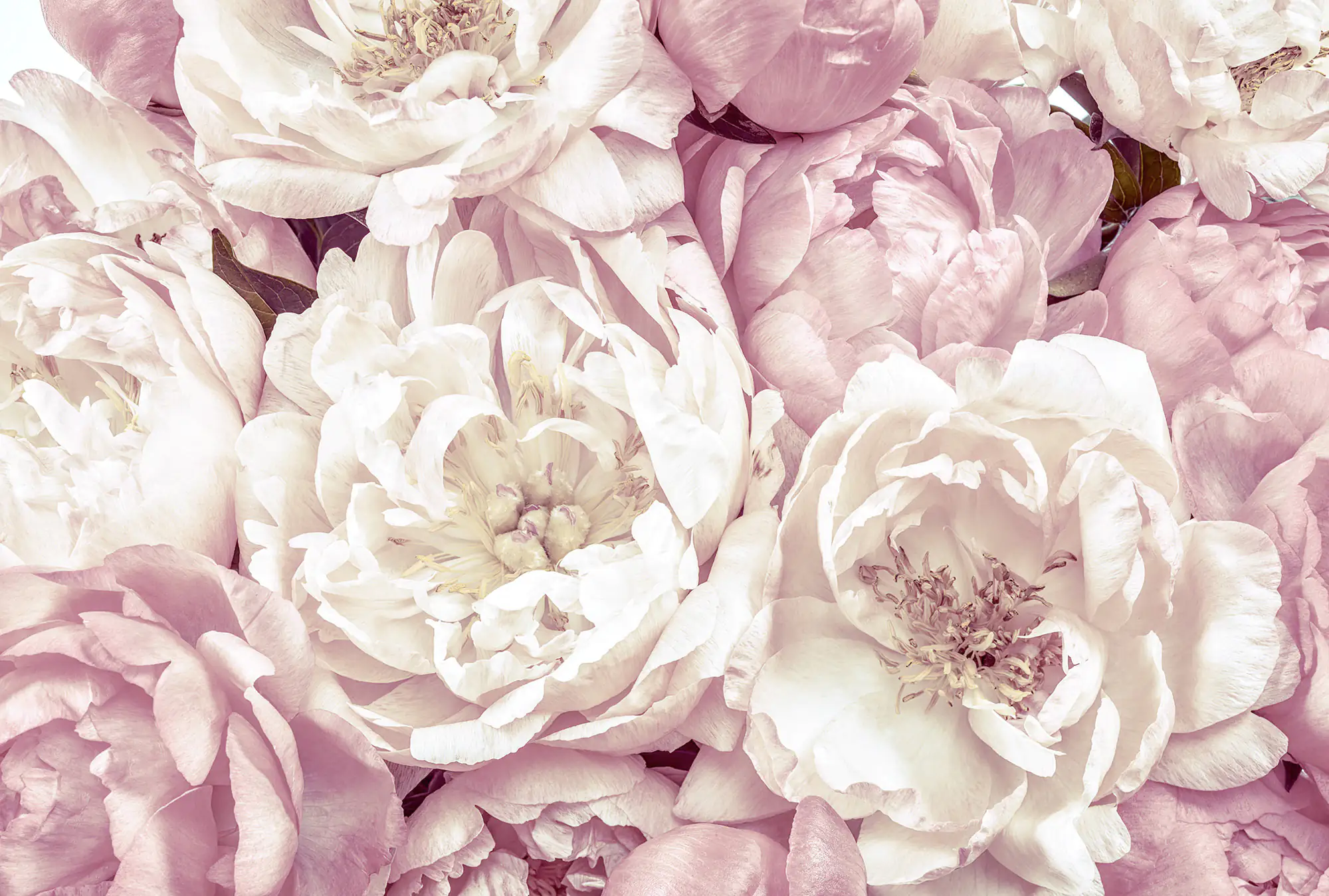 Komar Vlies Fototapete Peonies 368 x 248 cm 