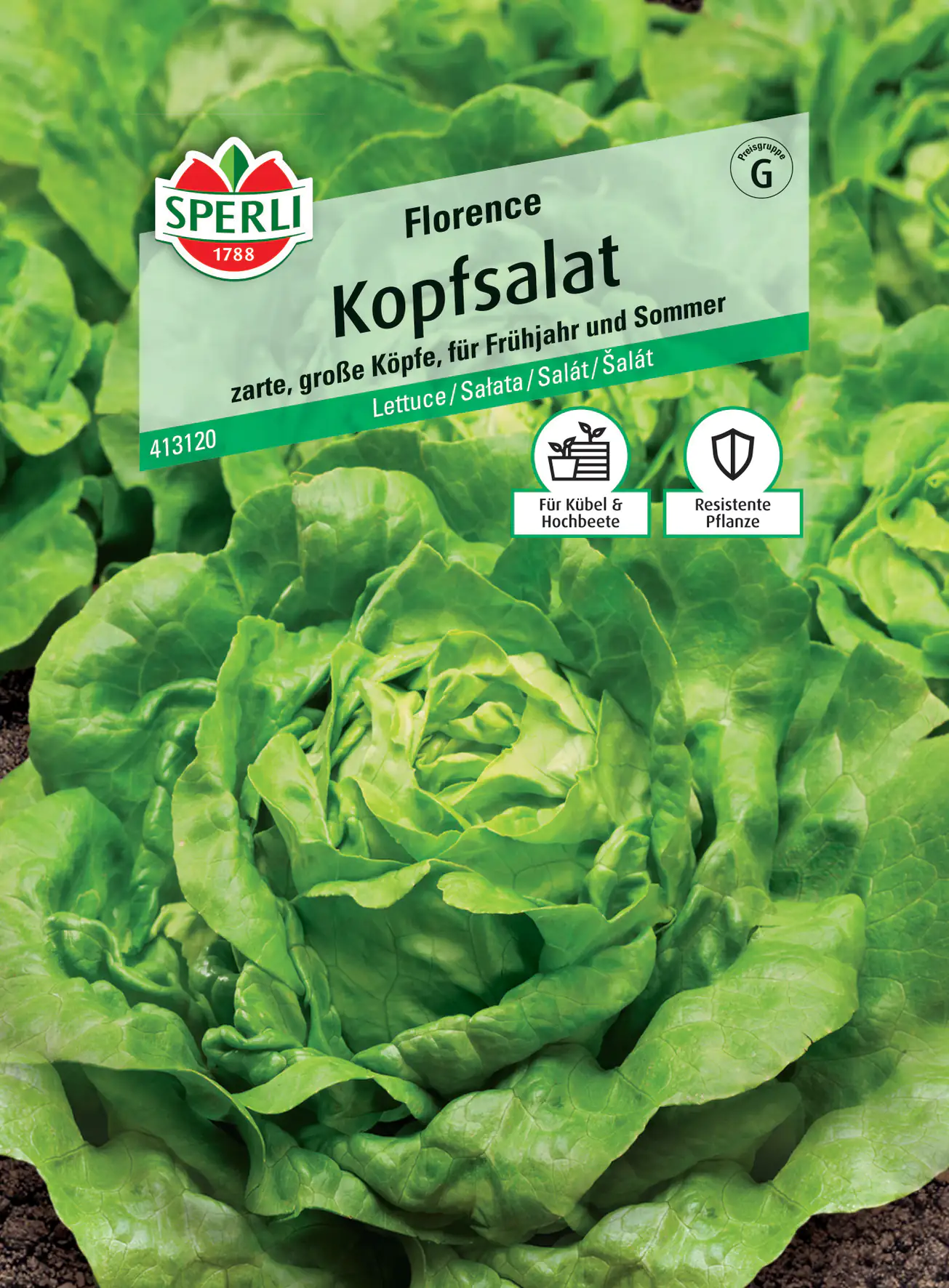 Sperli Kopfsalat Florence Sperli Kopfsalat Florence