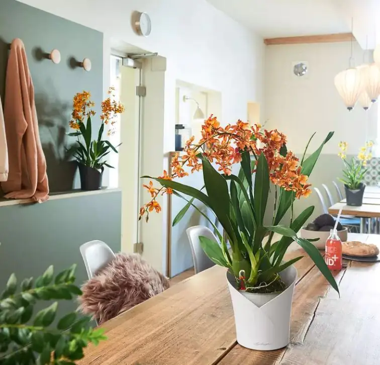 Lechuza Pflanzgefäß Orchidea weiß