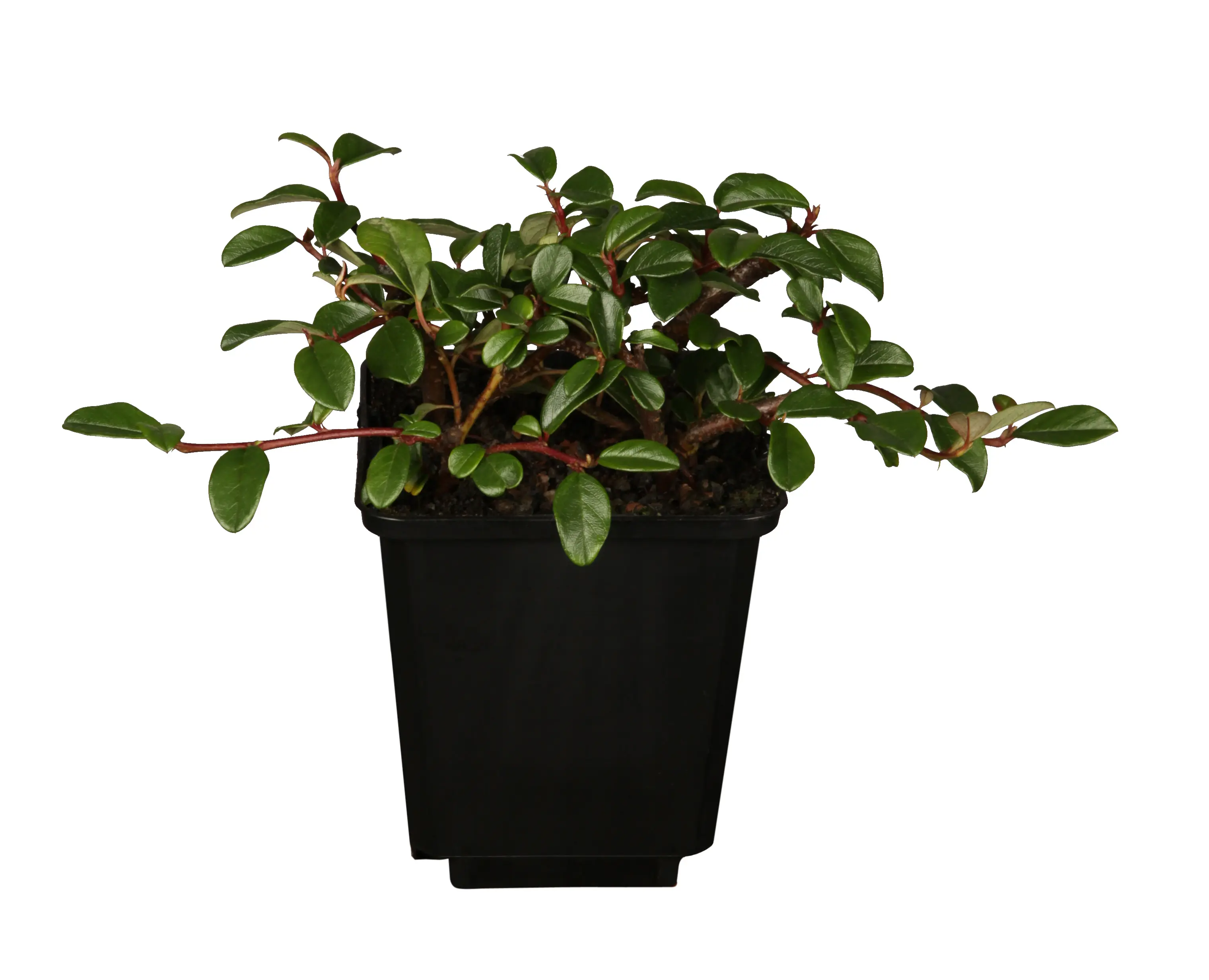 Teppichmispel Cotoneaster dammeri 'Frieders Evergreen' 0,5 l Container