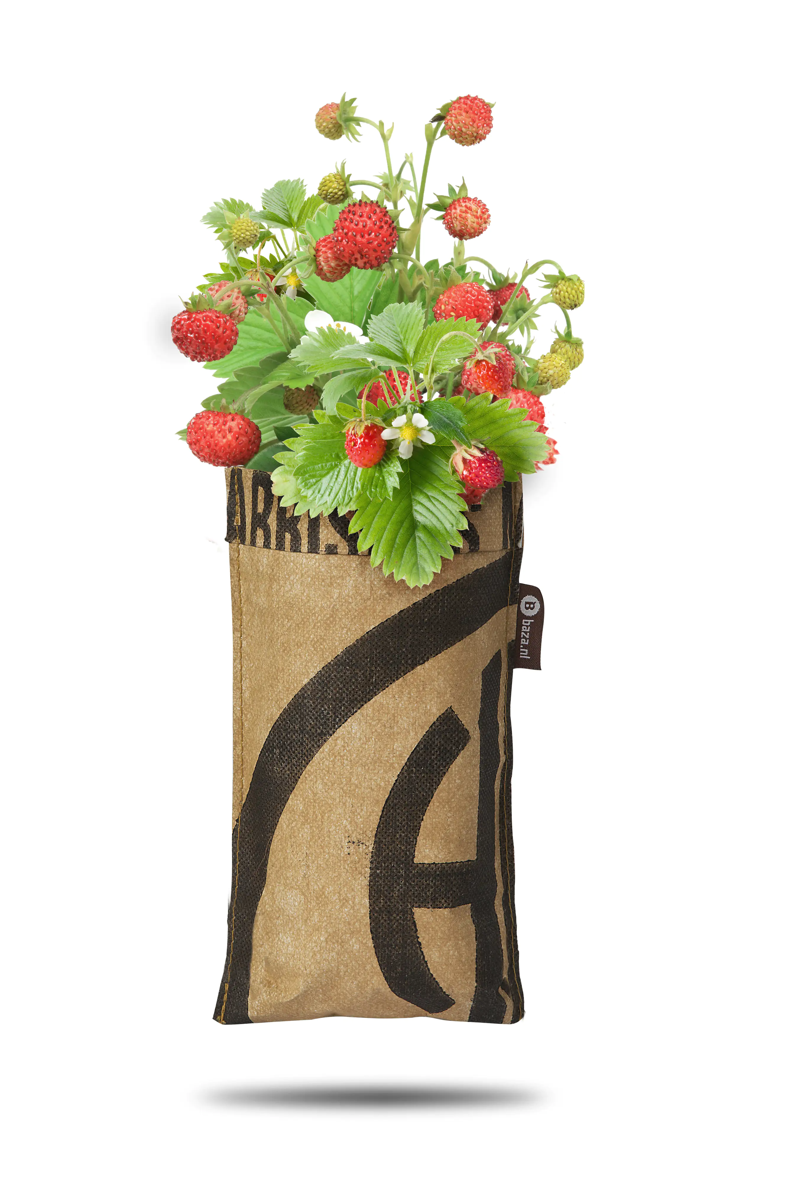 Baza Seeds hängender Garten Walderdbeere rot Baza Seeds hängender Garten Walderdbeere rot