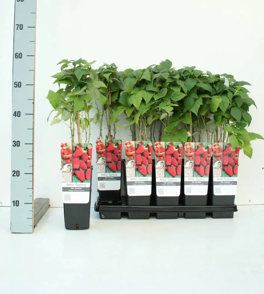 Obststrauch Brombeere 2 L Eck-Container