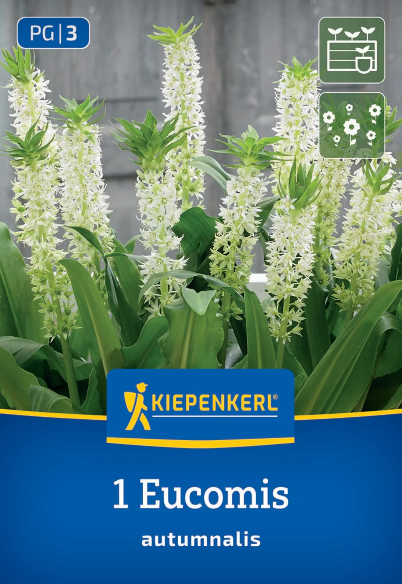Kiepenkerl Frühjahrsblumenzwiebel Eucomis autumnalis 1 Stück