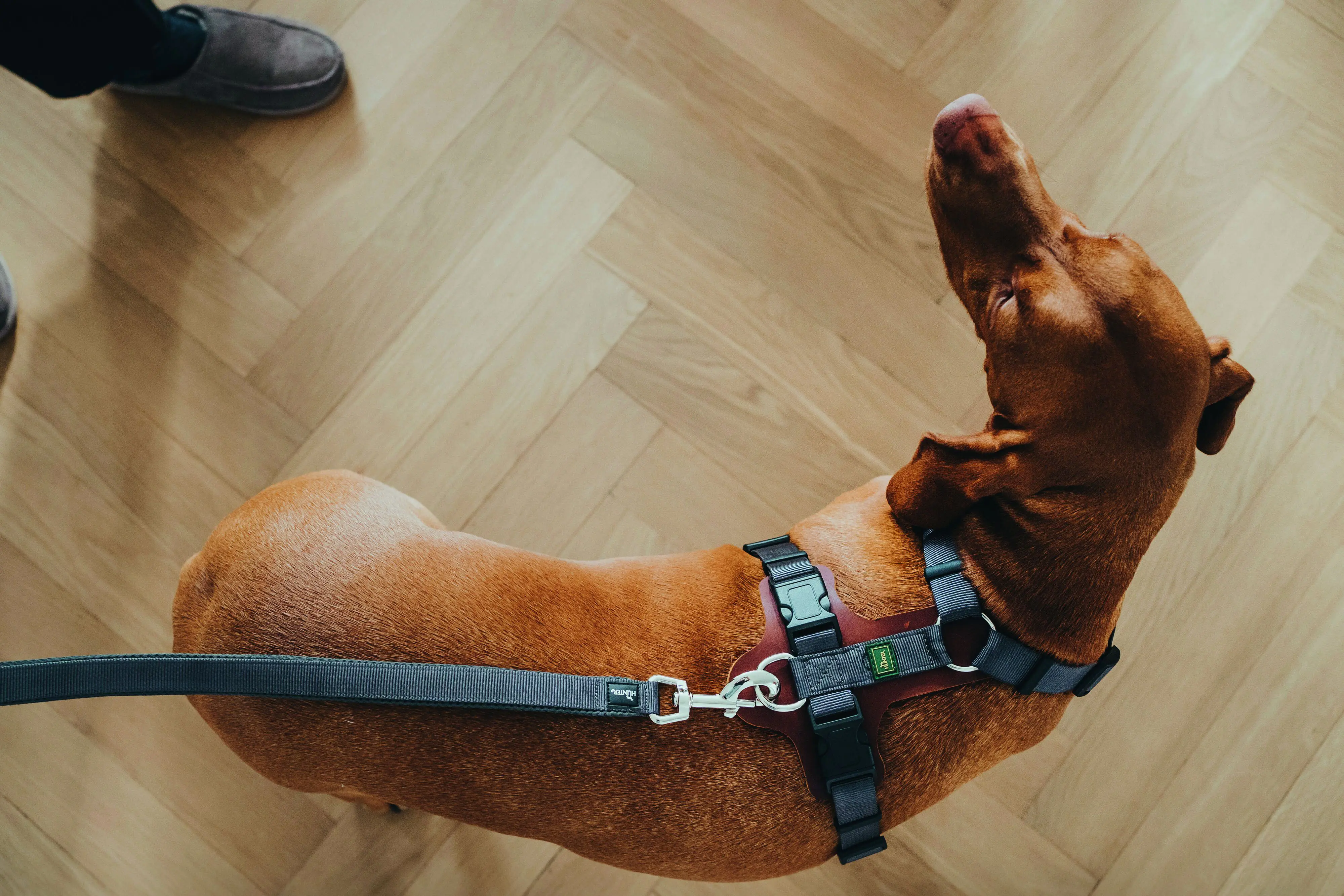 Hunter Hundeleine Führleine verstellbar Divo/Maldon 2 m x 1,5 cm grau