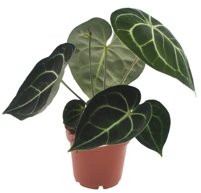 Anthurium Crystallinum H 30 cm, 12 cm Topf
