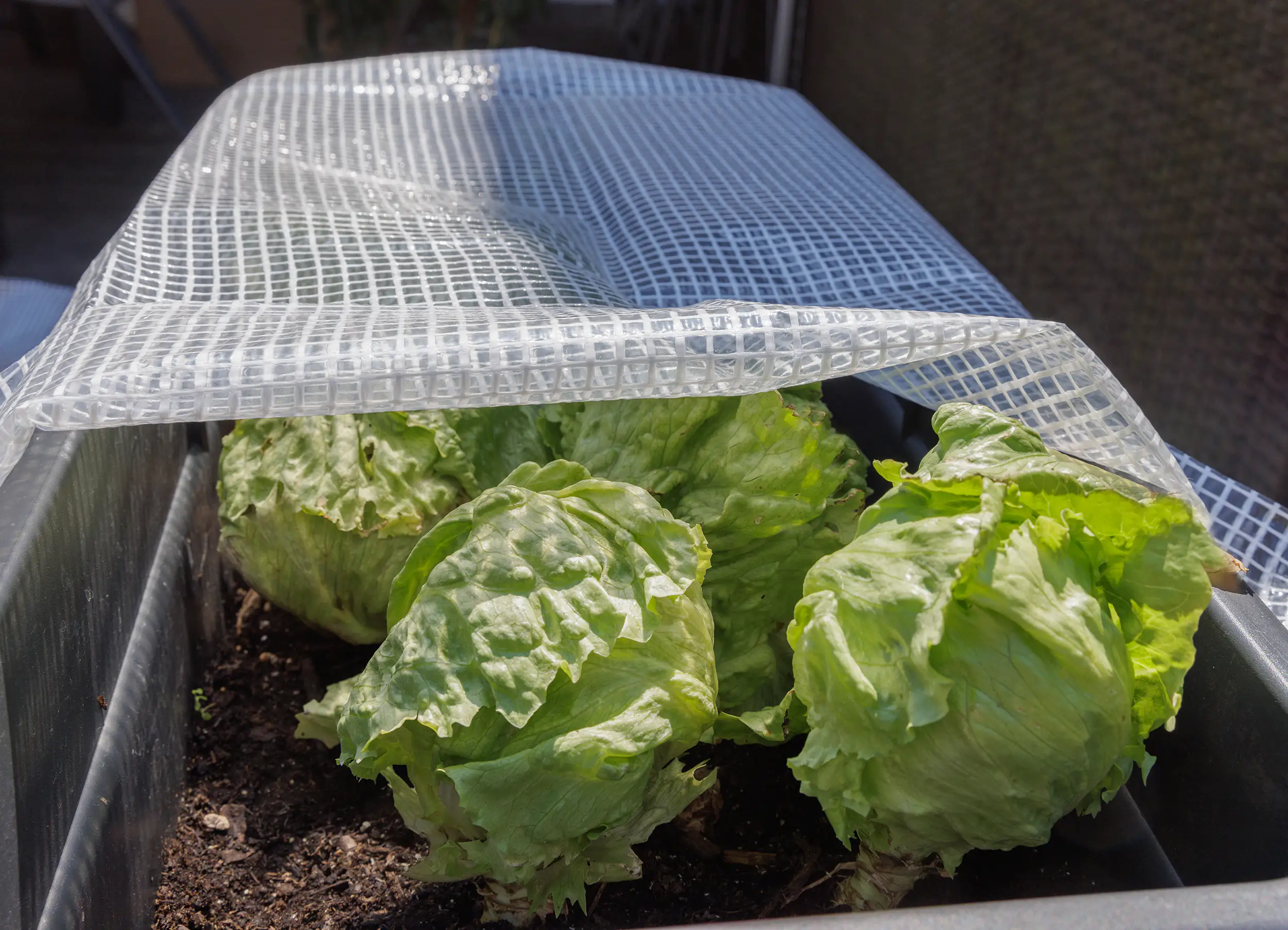 TrendLine Gitterfolie 3 x 2 m