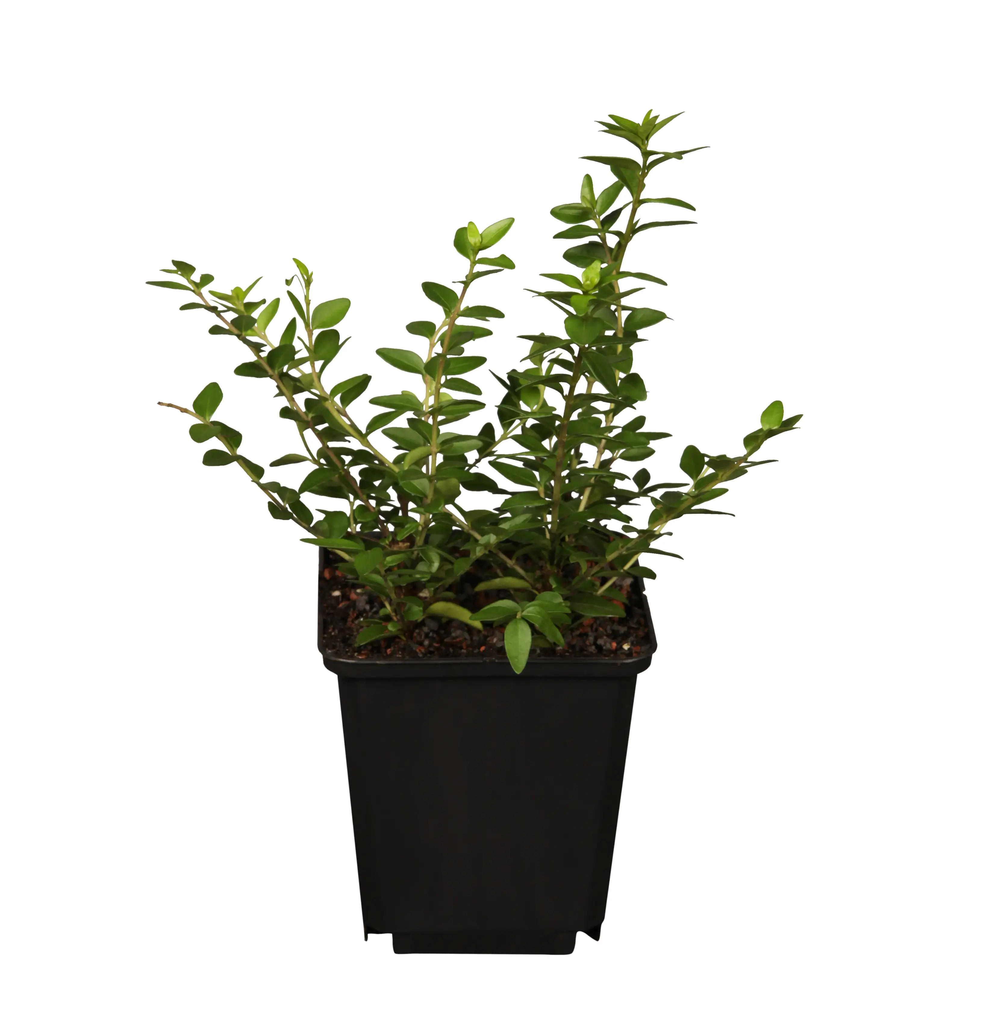 Maigrün 0,5 l Container