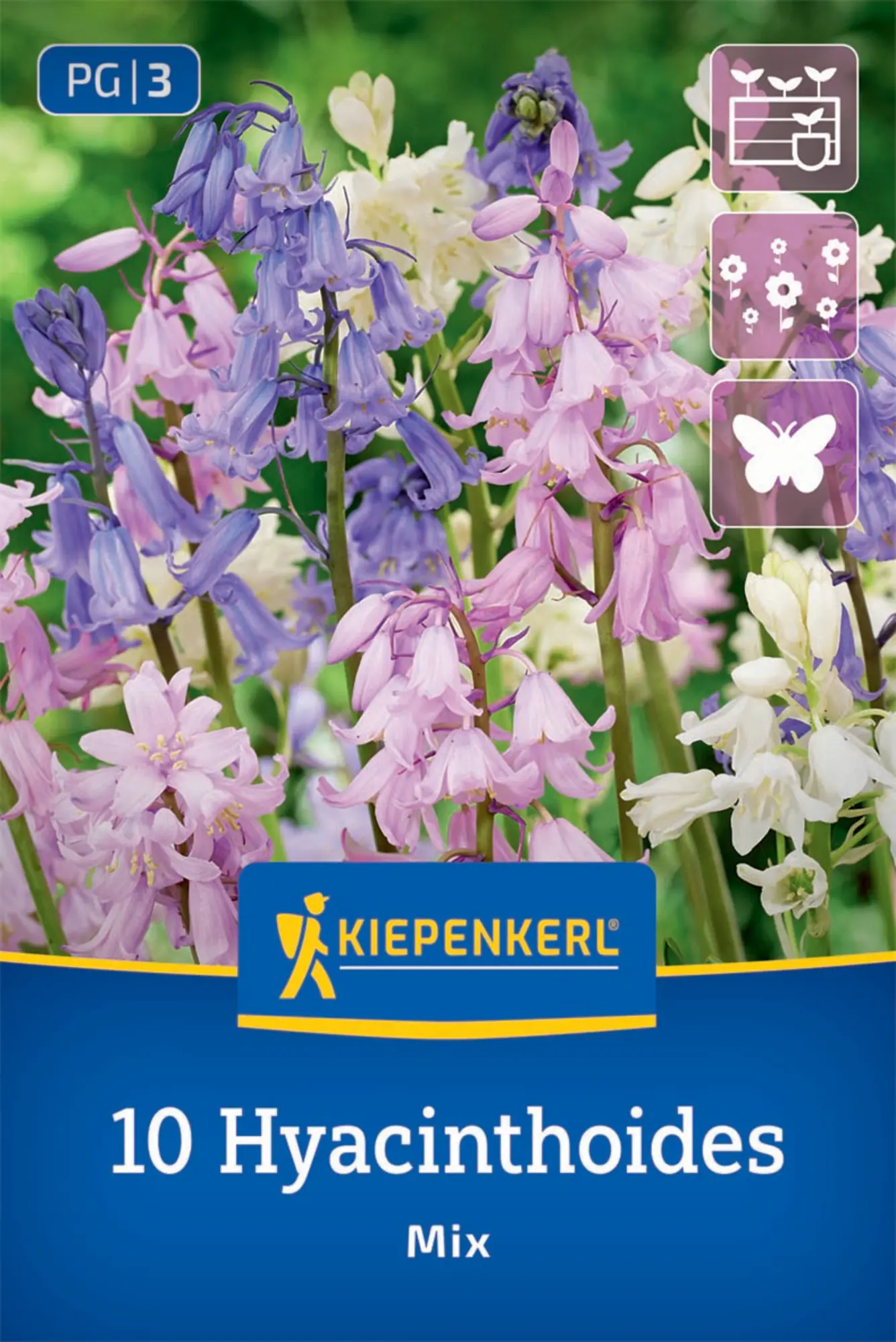 Kiepenkerl Herbstblumenzwiebel Hasenglöckchen Hyacinthoides hispanica Mischung 10 Stück