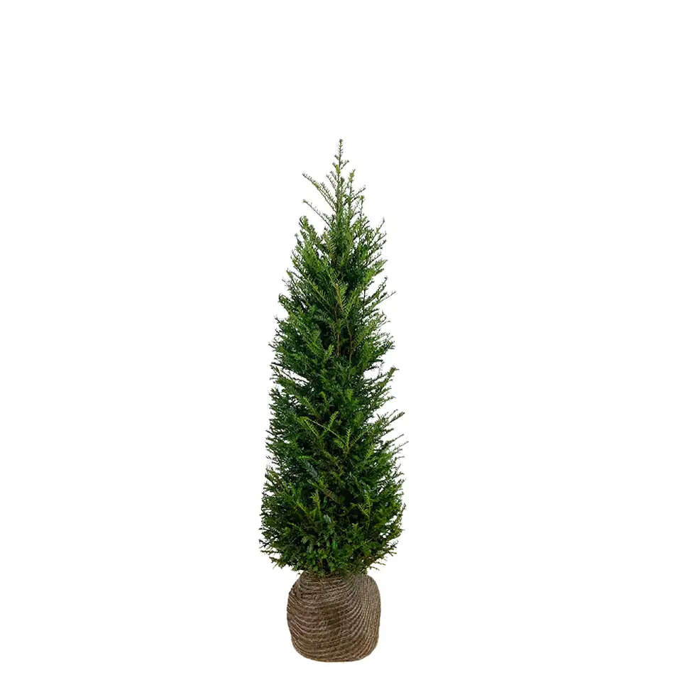 Heimische Eibe Taxus baccata H 60 - 80 cm, 25 Stück