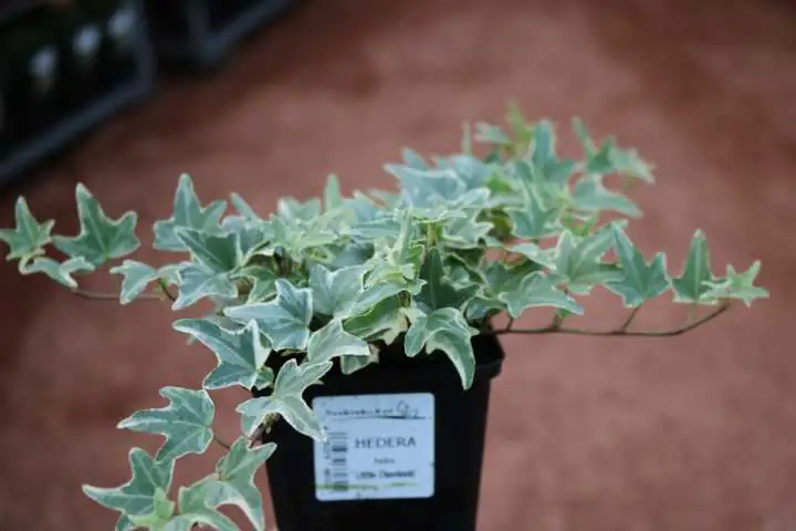 Efeu weißbunt 11 cm Topf