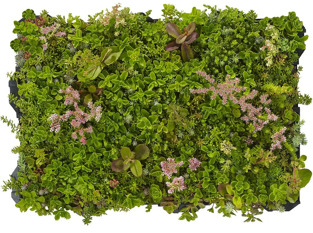 Plantile Dachbegrünungs-Komplettset mit Folie und Vlies für 30 m² Dachfläche