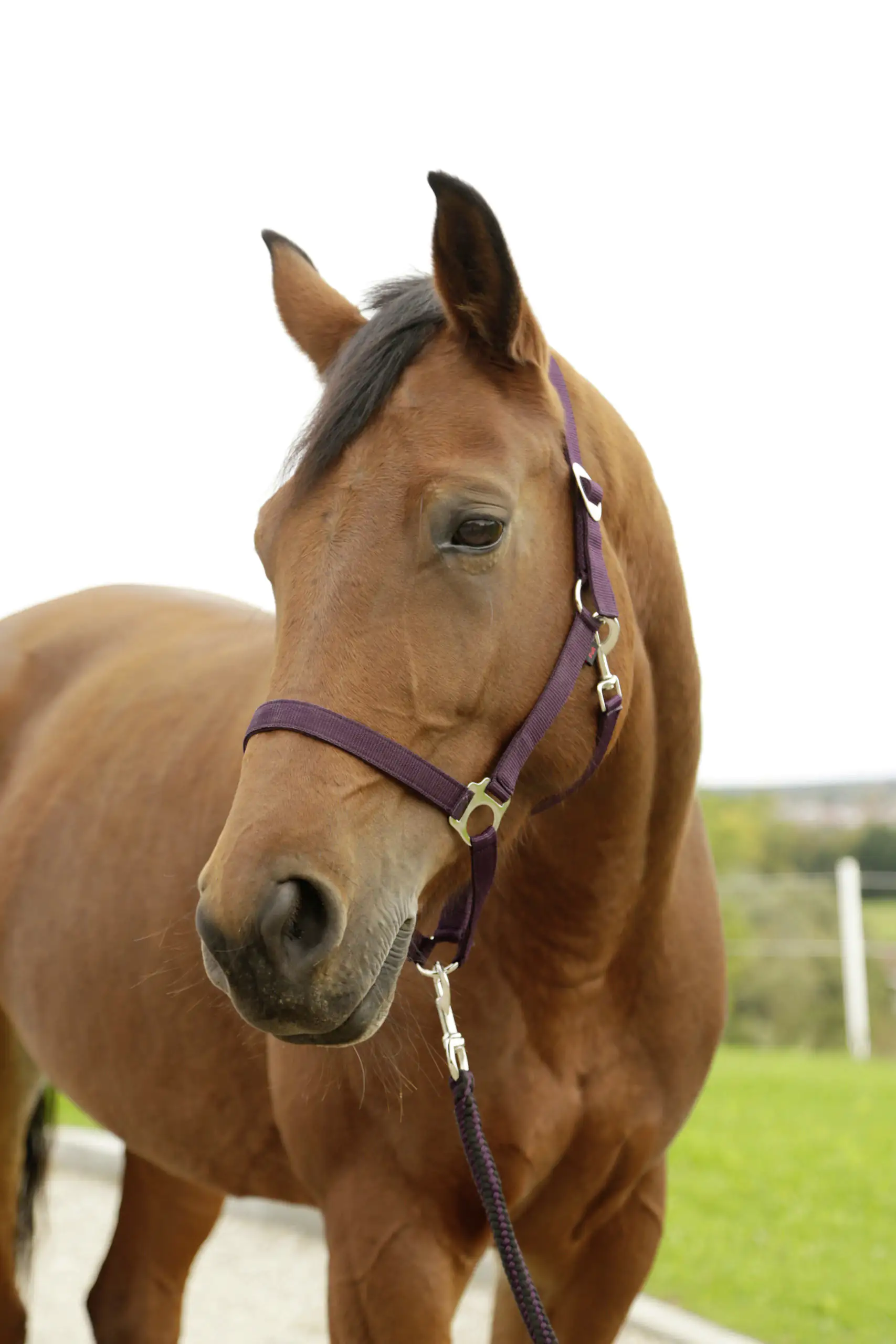 Kerbl Nylonhalfter Hippo, Full aubergine