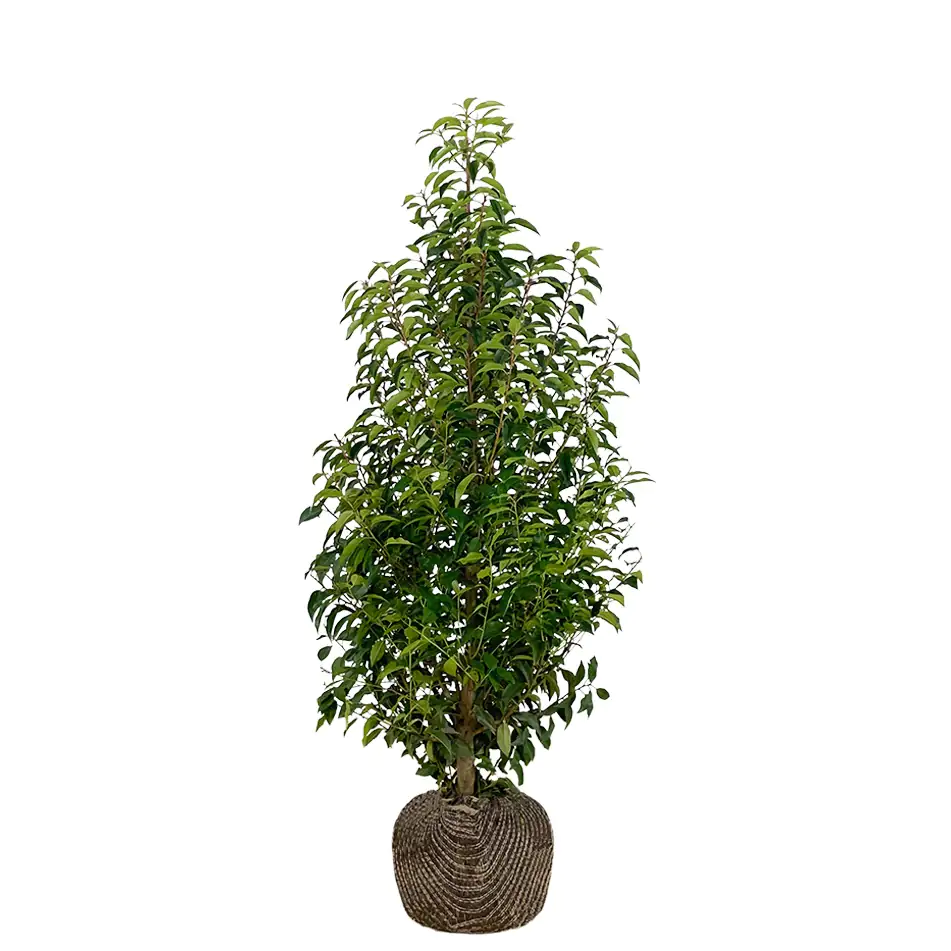 Portugiesische Kirschlorbeer Prunus ang. Lusitanica H 60 - 80 cm, 30 Stück