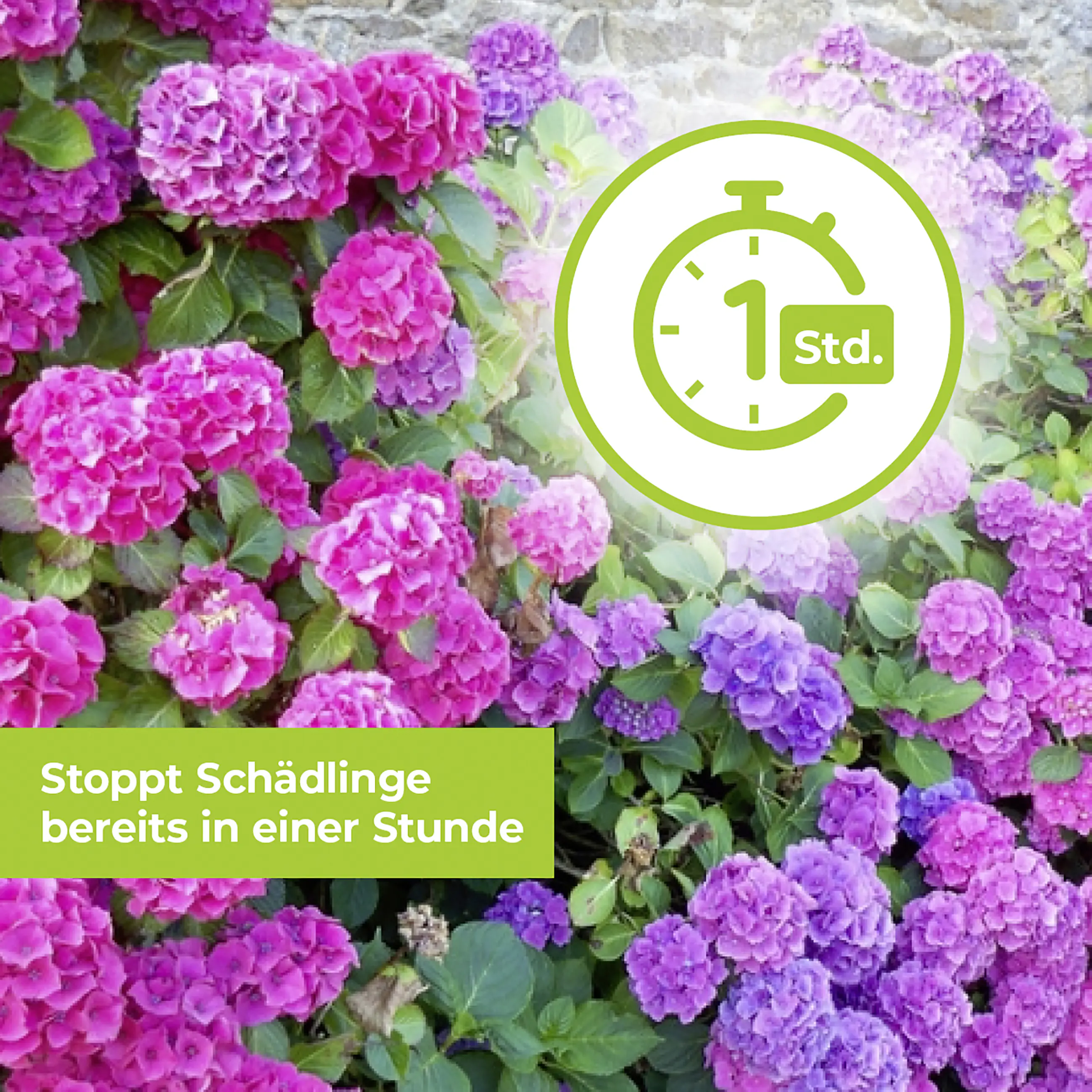 Protect Garden Lizetan Plus Schädlingsfrei AF 3 l Protect Garden Lizetan Plus Schädlingsfrei AF 3 l