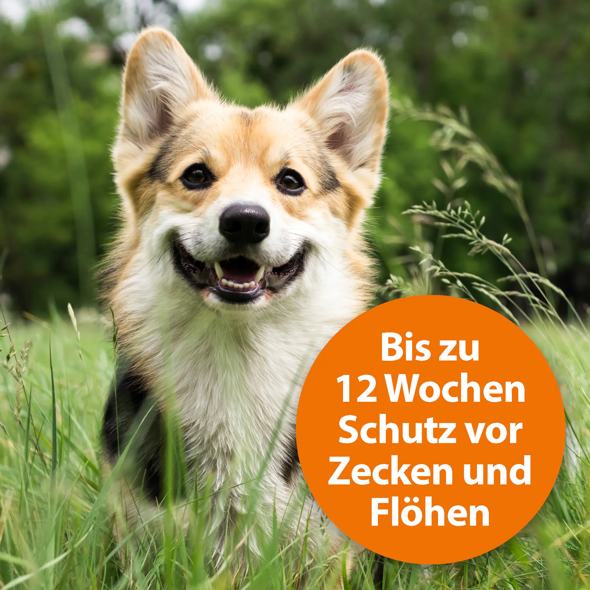 ARDAP Spot On Floh- und Zeckenschutztropfen für Hunde unter 10 kg 3 x 1 ml ARDAP Spot On Floh- und Zeckenschutztropfen für Hunde unter 10 kg 3 x 1 ml
