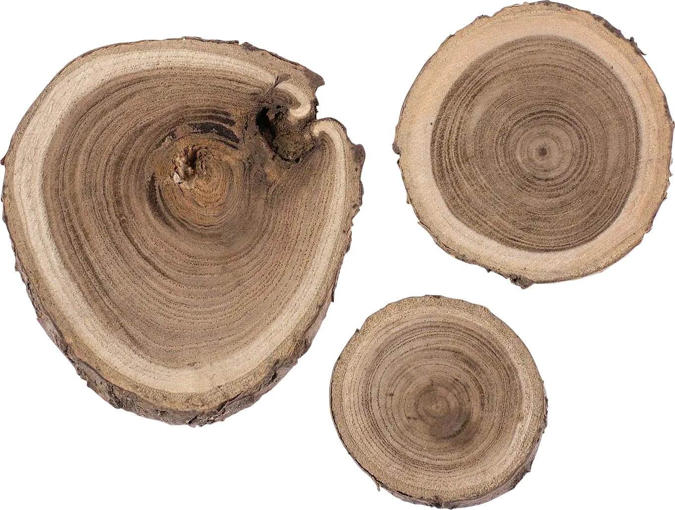 Glorex Birke Scheibe 80 g 3-6 cm